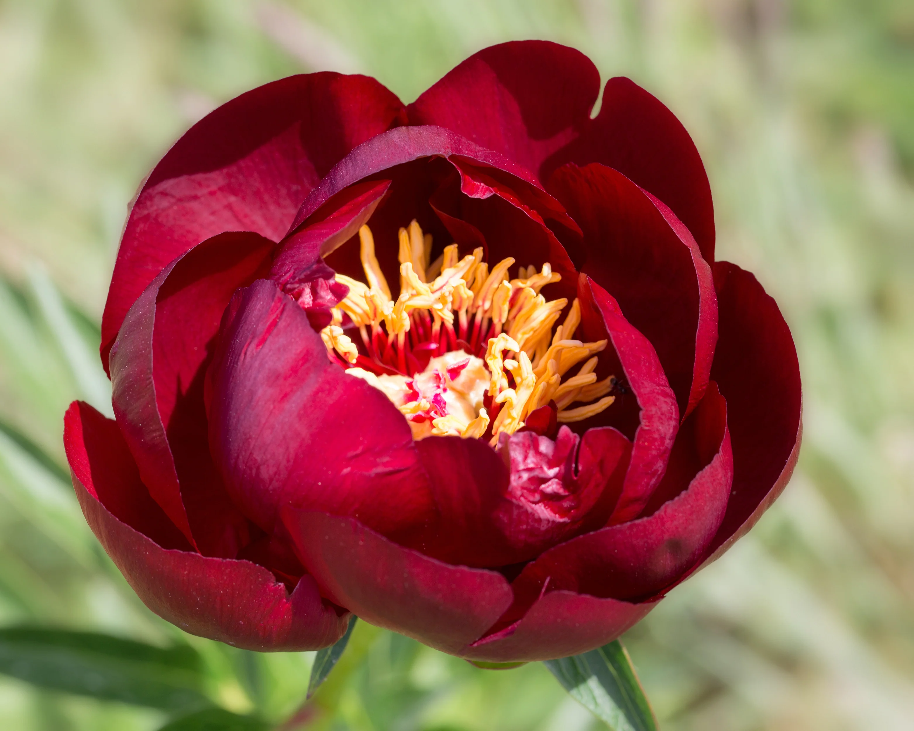 Paeonia 'Buckeye Belle' - Image 10