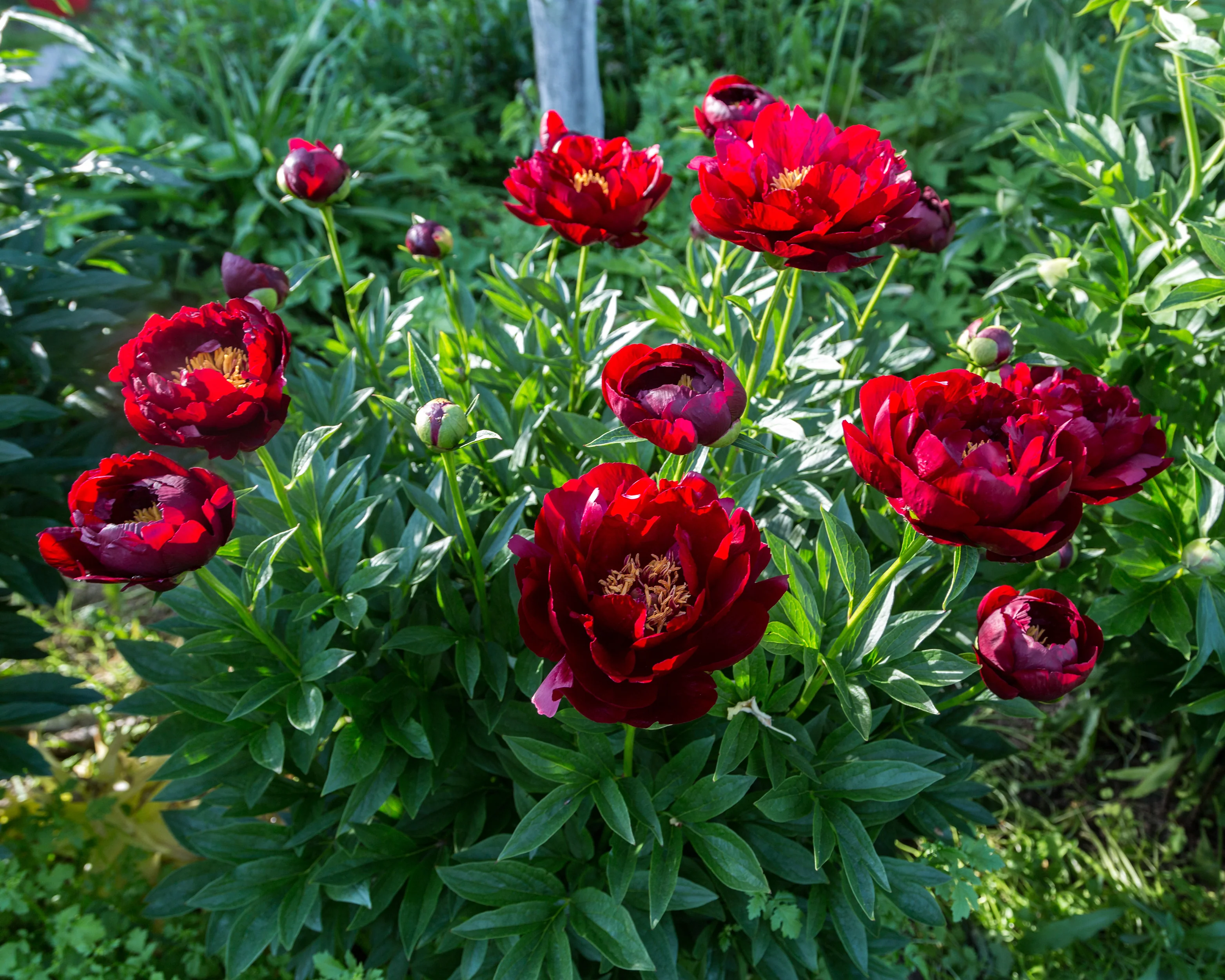 Paeonia 'Buckeye Belle' - Image 9