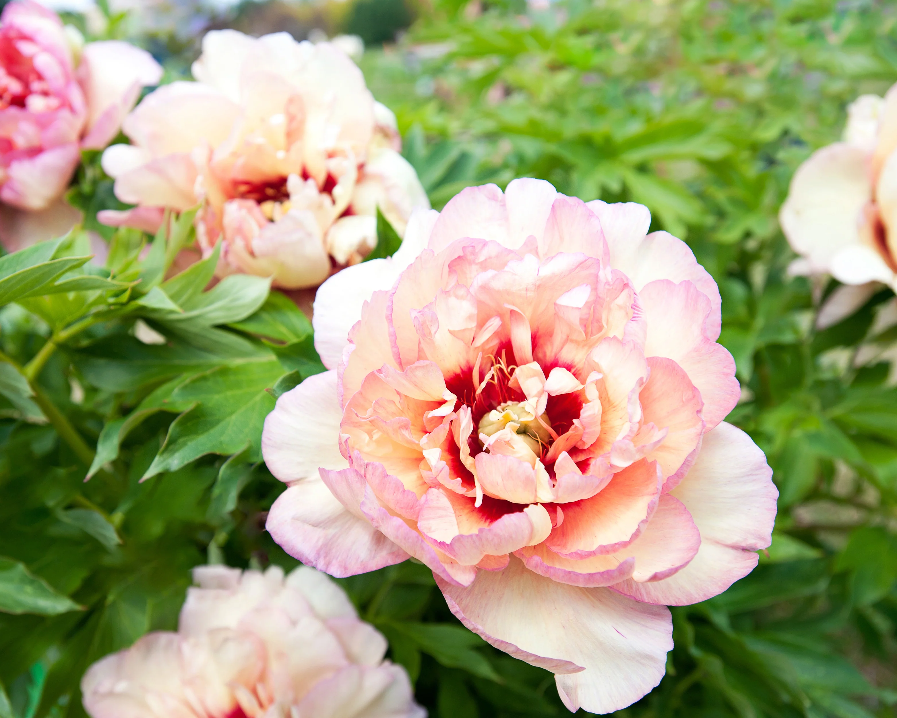 Paeonia 'Callie's Memory' - Image 2