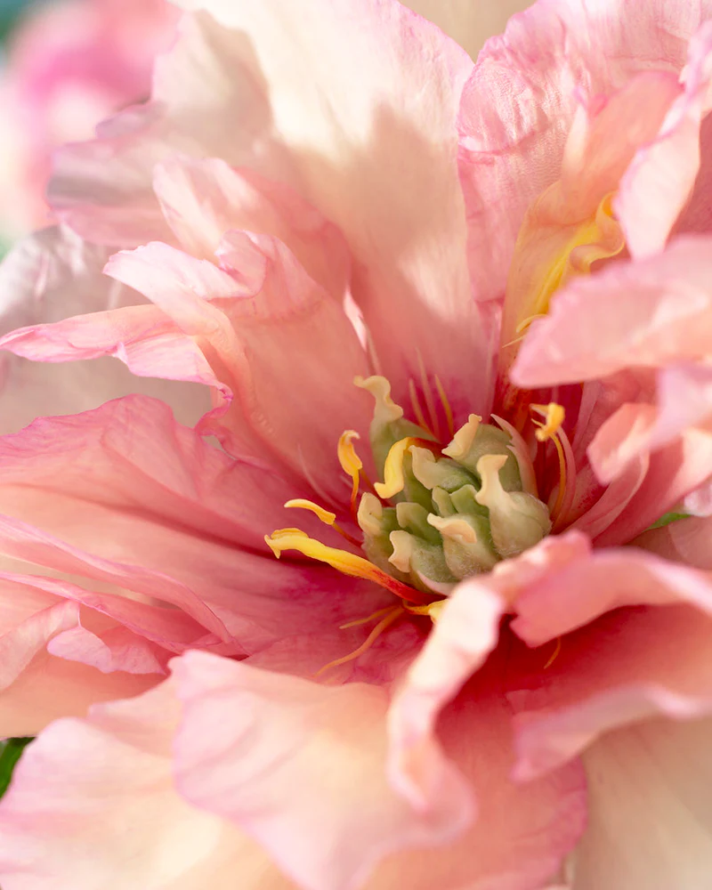 Paeonia 'Canary Brilliants' - Image 3