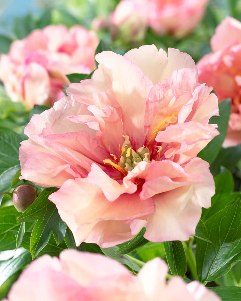 Paeonia 'Canary Brilliants' - Image 4