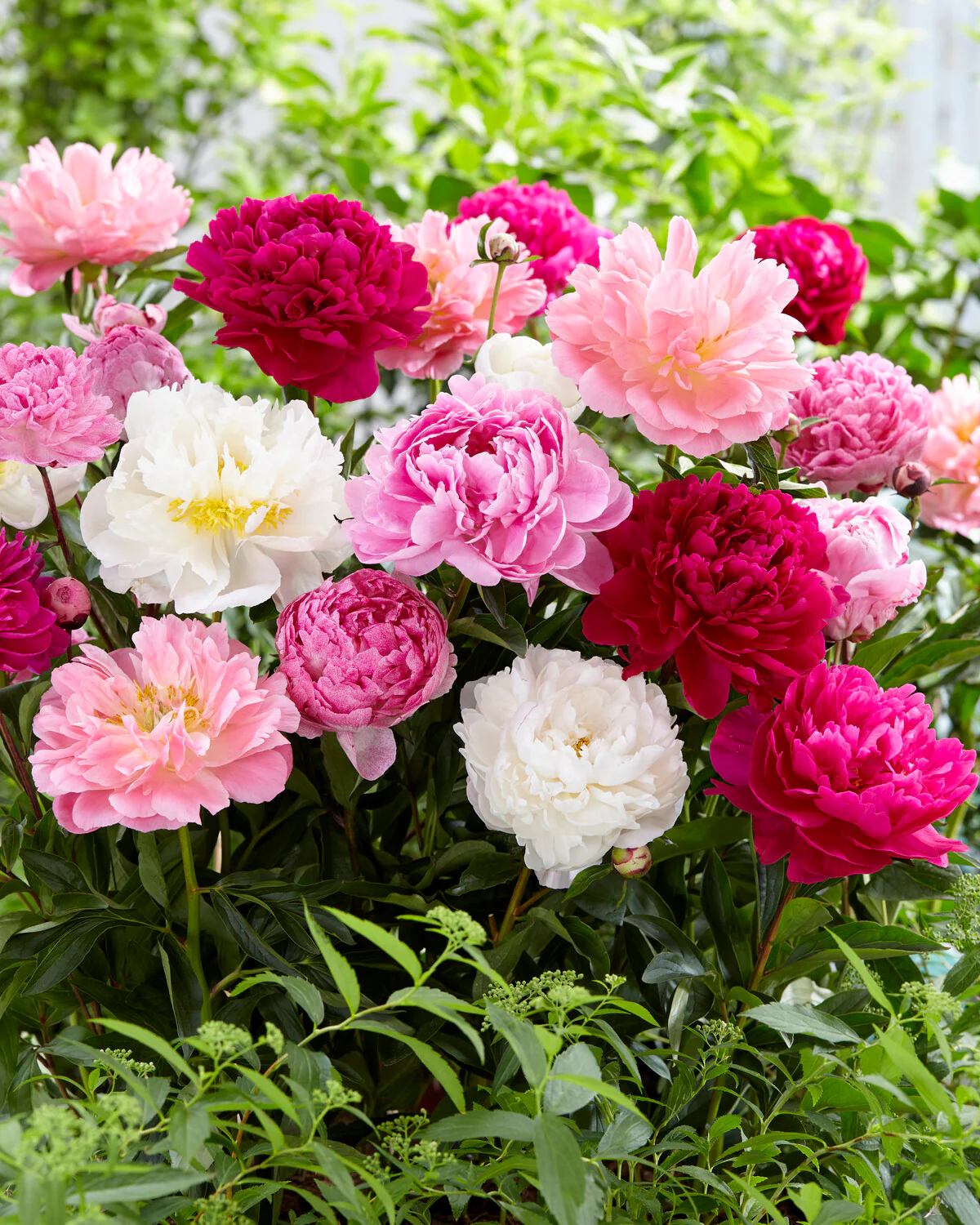 Peony collection 'Colourburst' - Image 5
