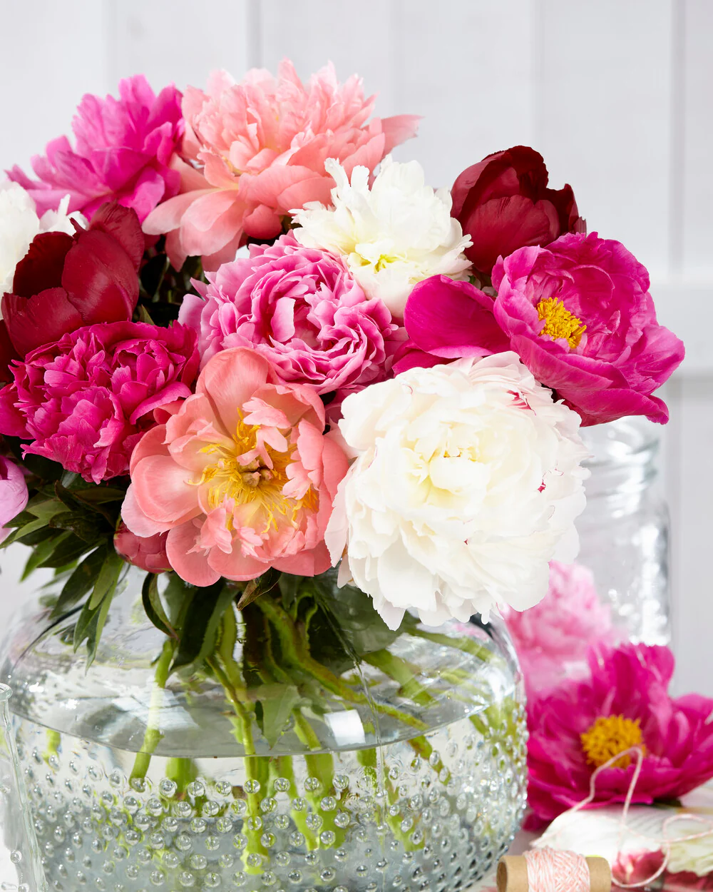 Peony collection 'Colourburst' - Image 6