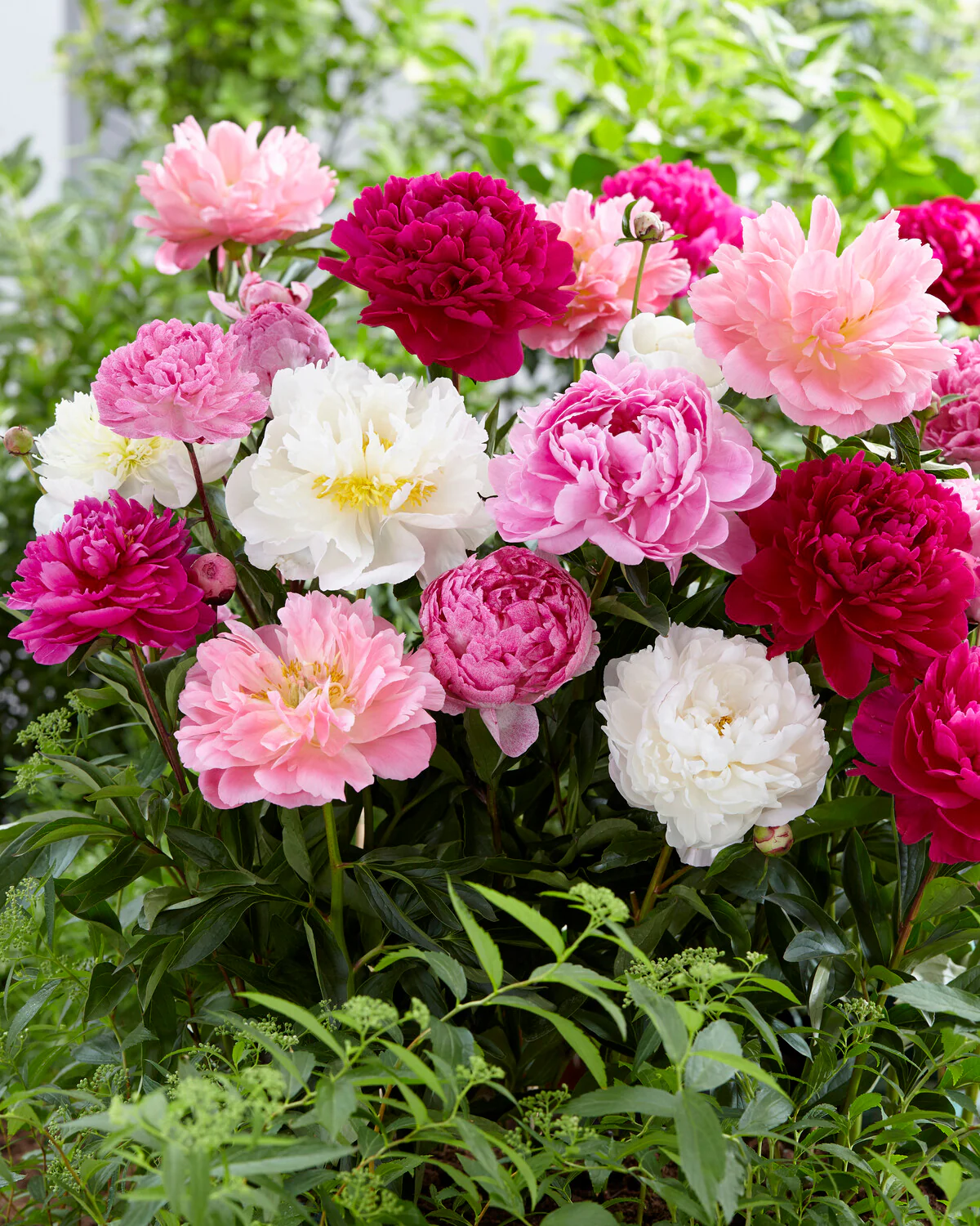 Peony collection 'Colourburst' - Image 7