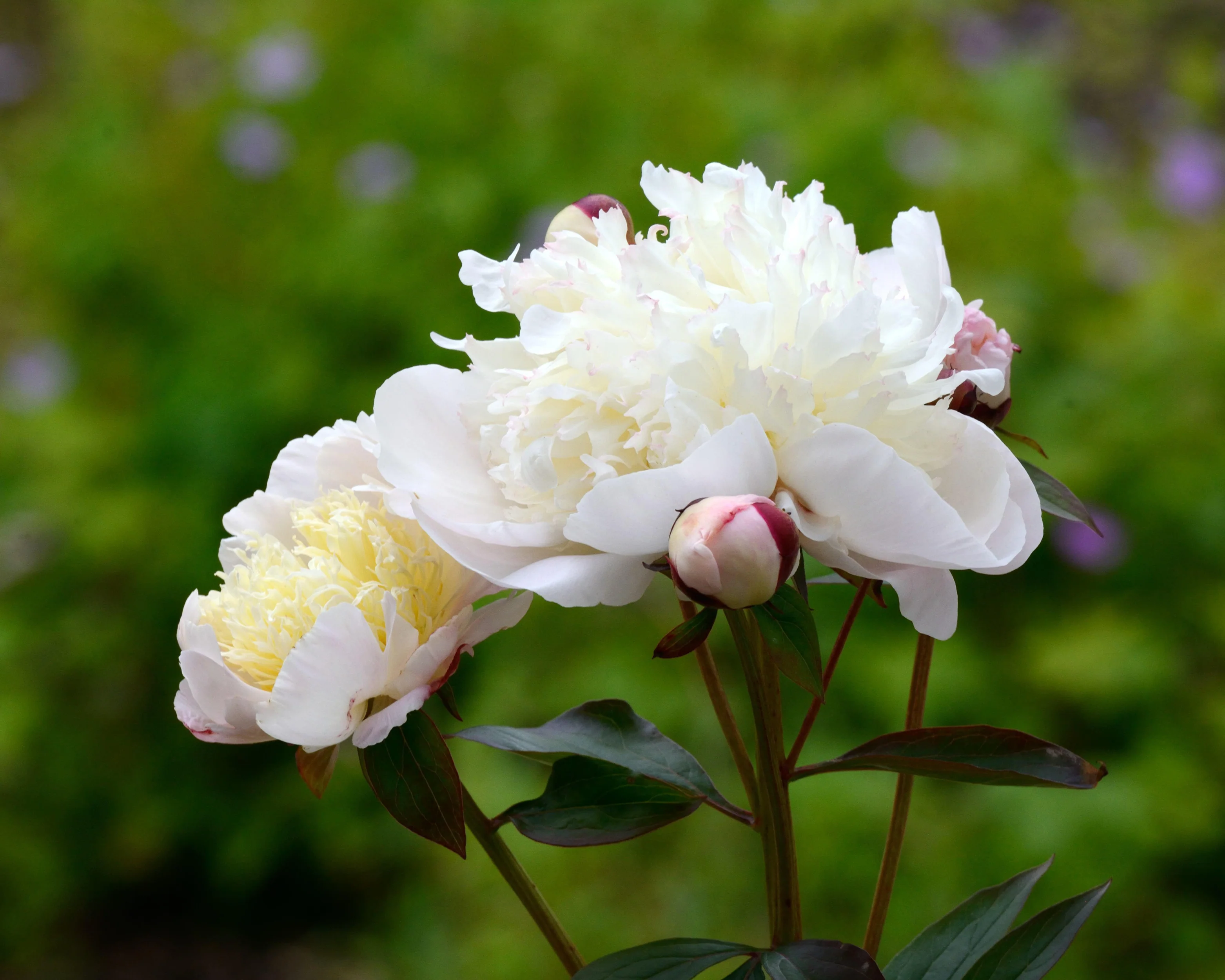 Paeonia 'Immaculée' - Image 3