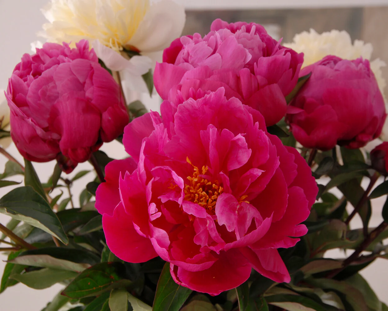 Paeonia 'Red Sarah Bernhardt' - Image 3