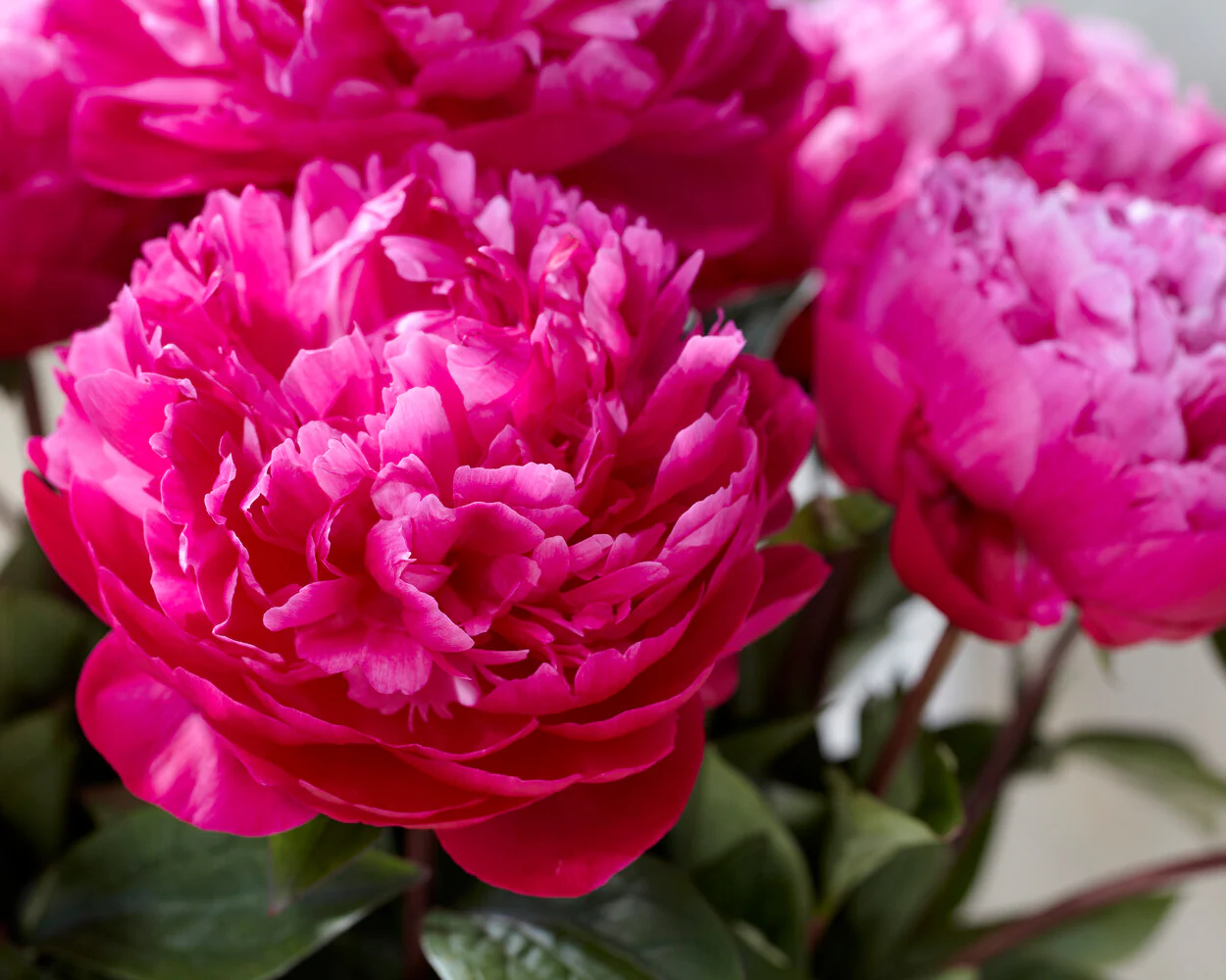 Paeonia 'Red Sarah Bernhardt' - Image 4