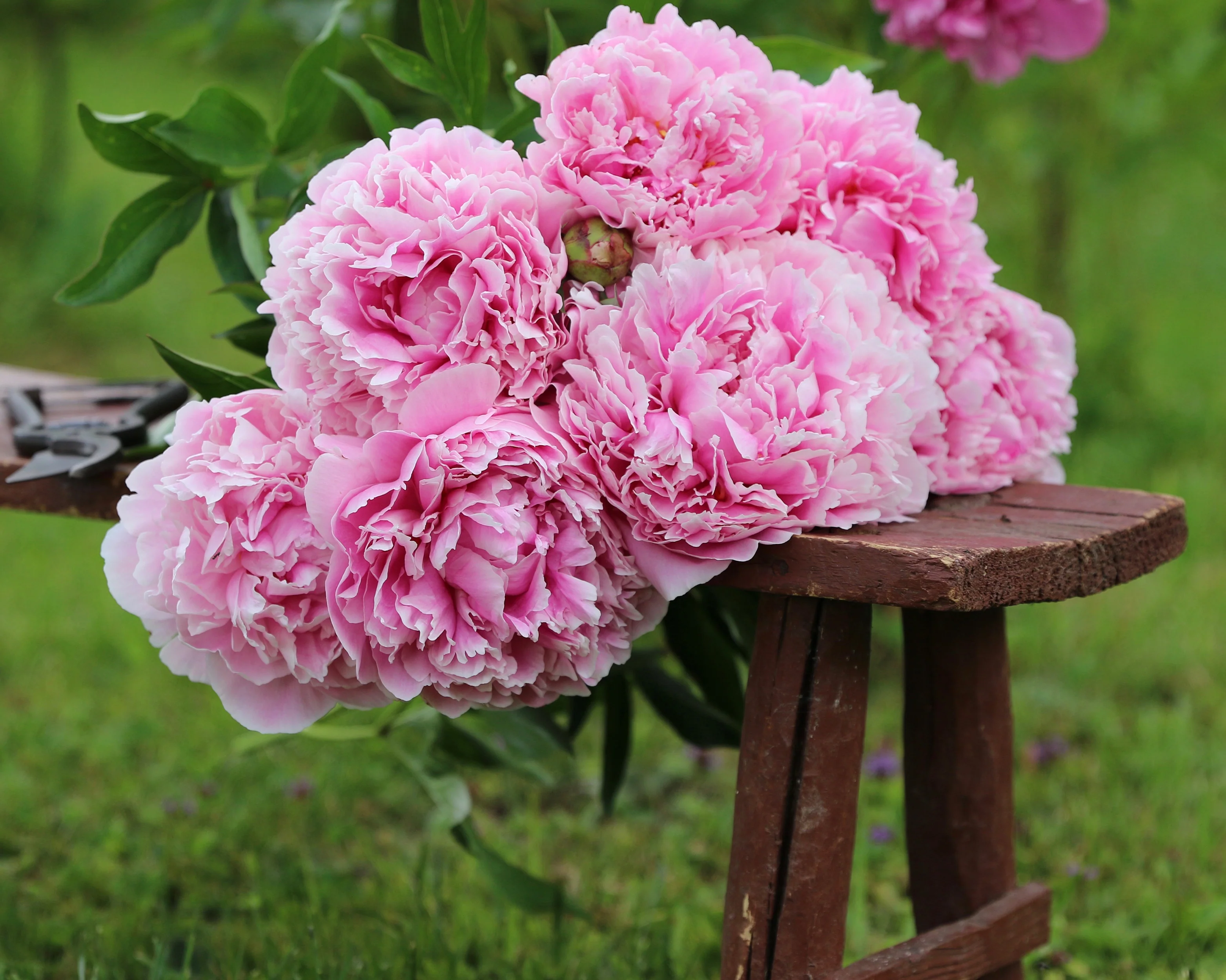 Paeonia 'Sarah Bernhardt' - Image 10