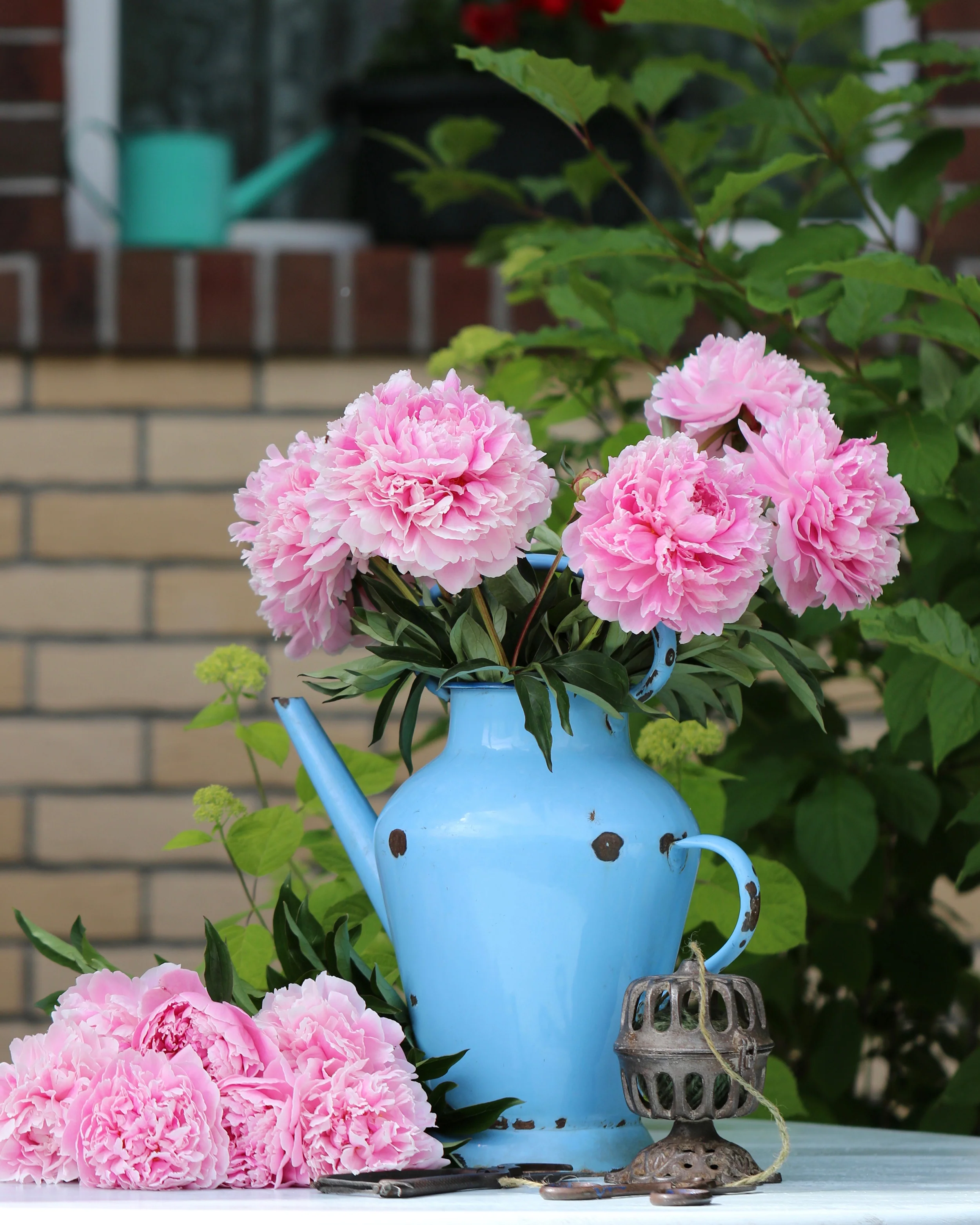 Paeonia 'Sarah Bernhardt' - Image 3