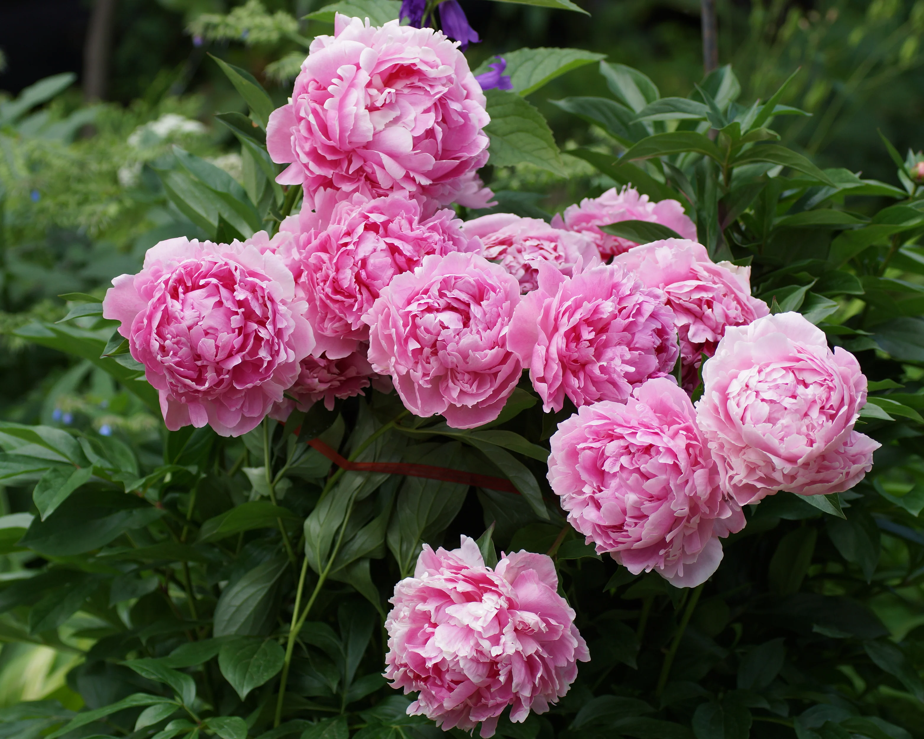 Paeonia 'Sarah Bernhardt' - Image 4