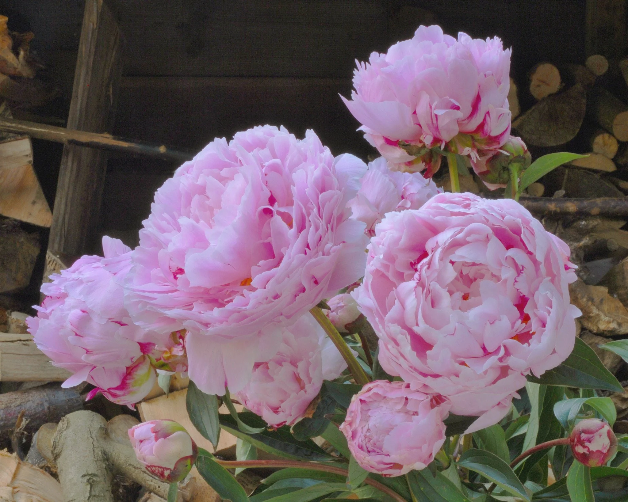 Paeonia 'Sarah Bernhardt' - Image 7