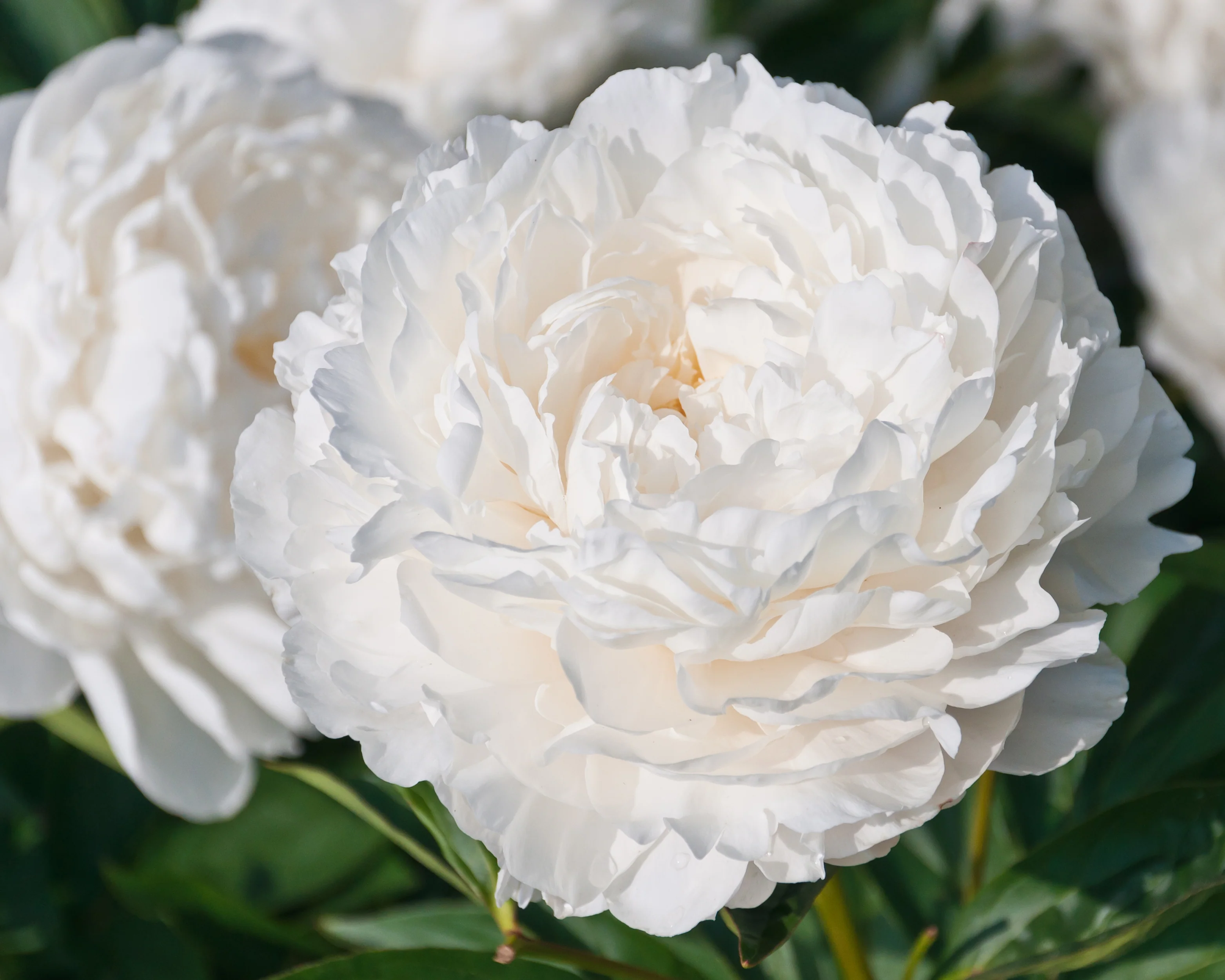 Paeonia 'Shirley Temple' - Image 5