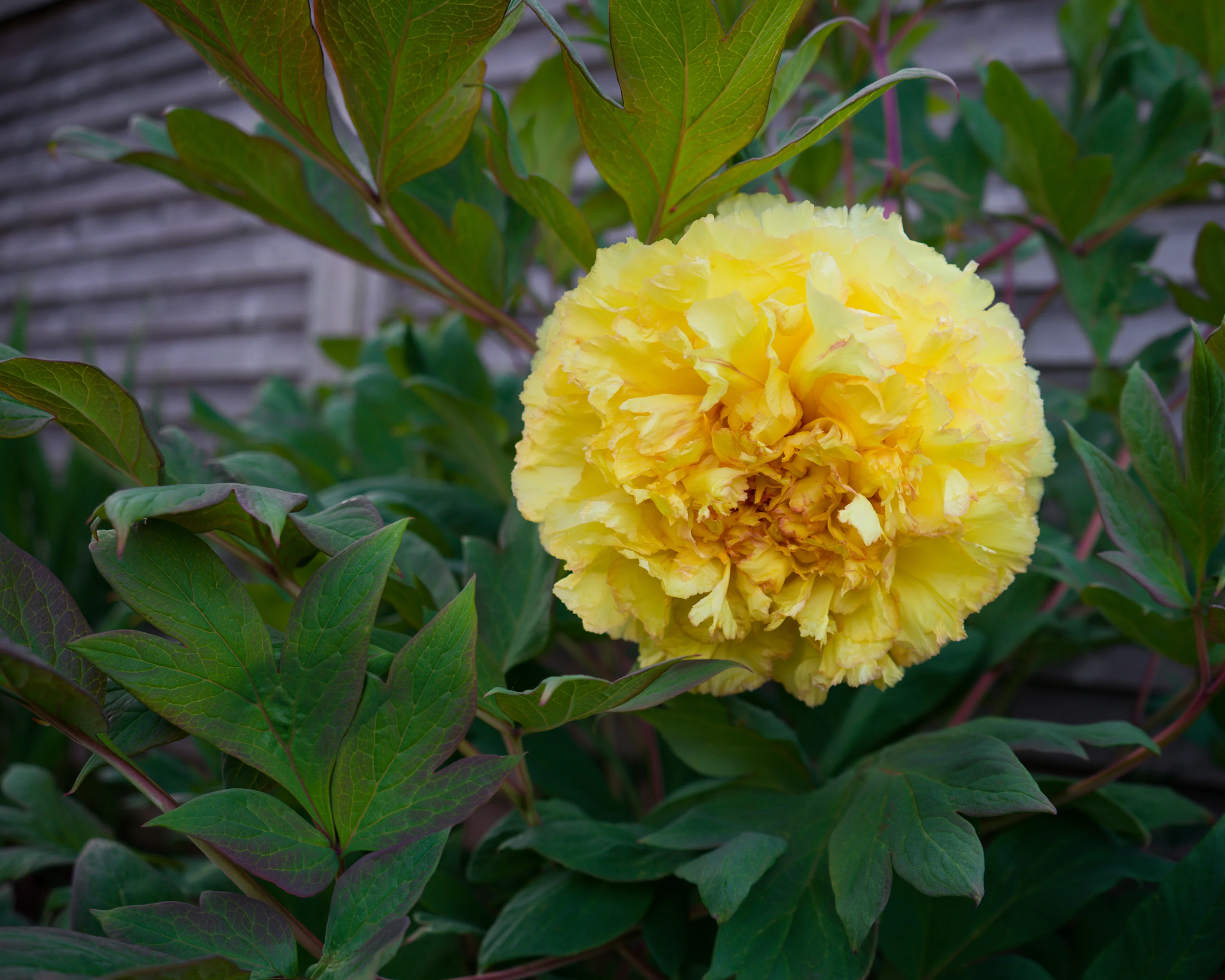 Paeonia 'Yellow Crown' - Image 6