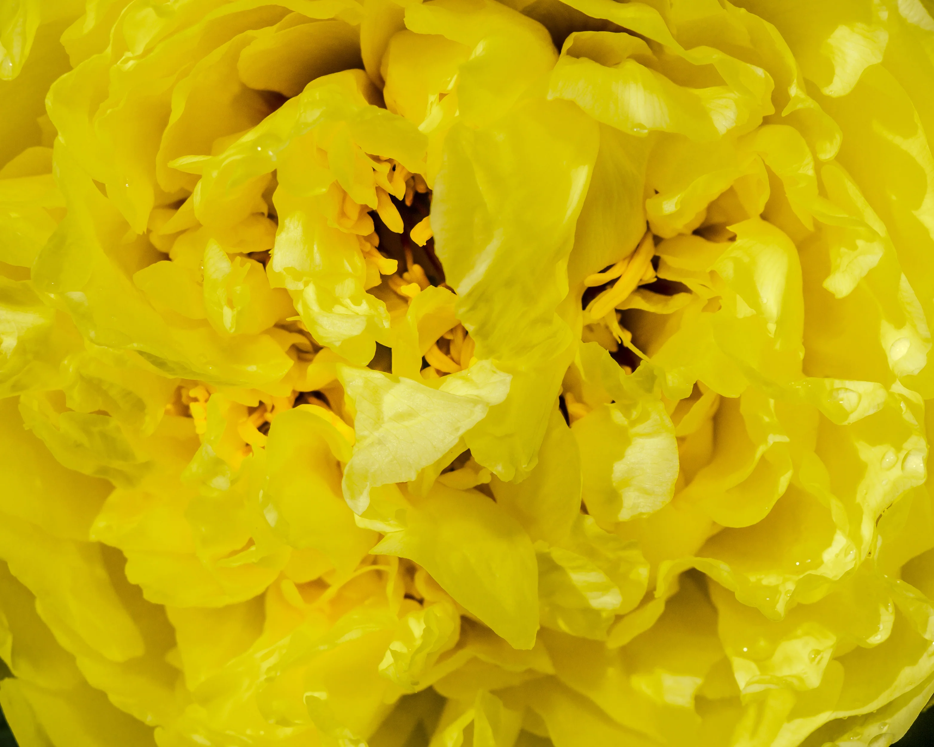 Paeonia 'Yellow Crown XXL' - Image 7
