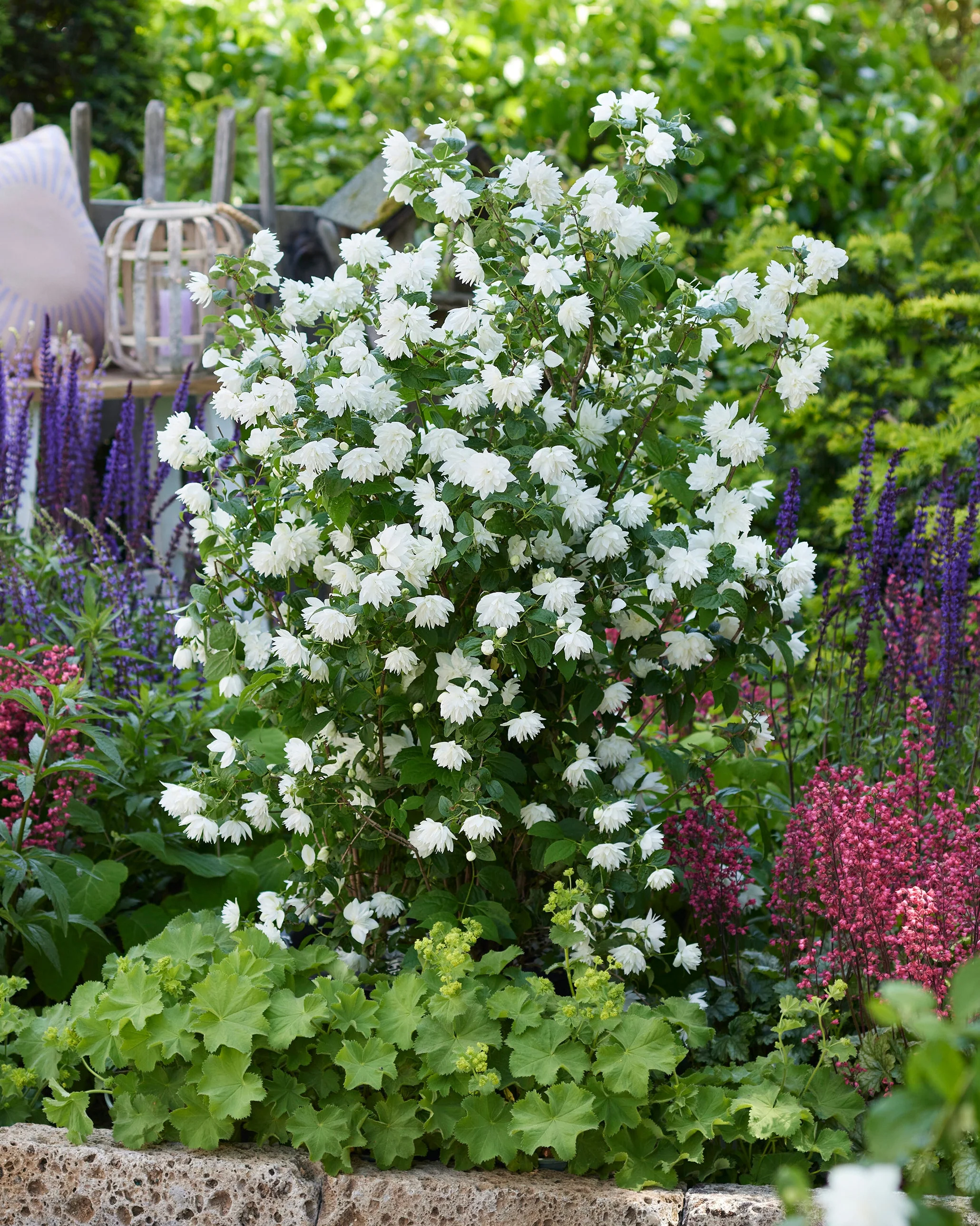 Philadelphus 'Pearls of Perfume'