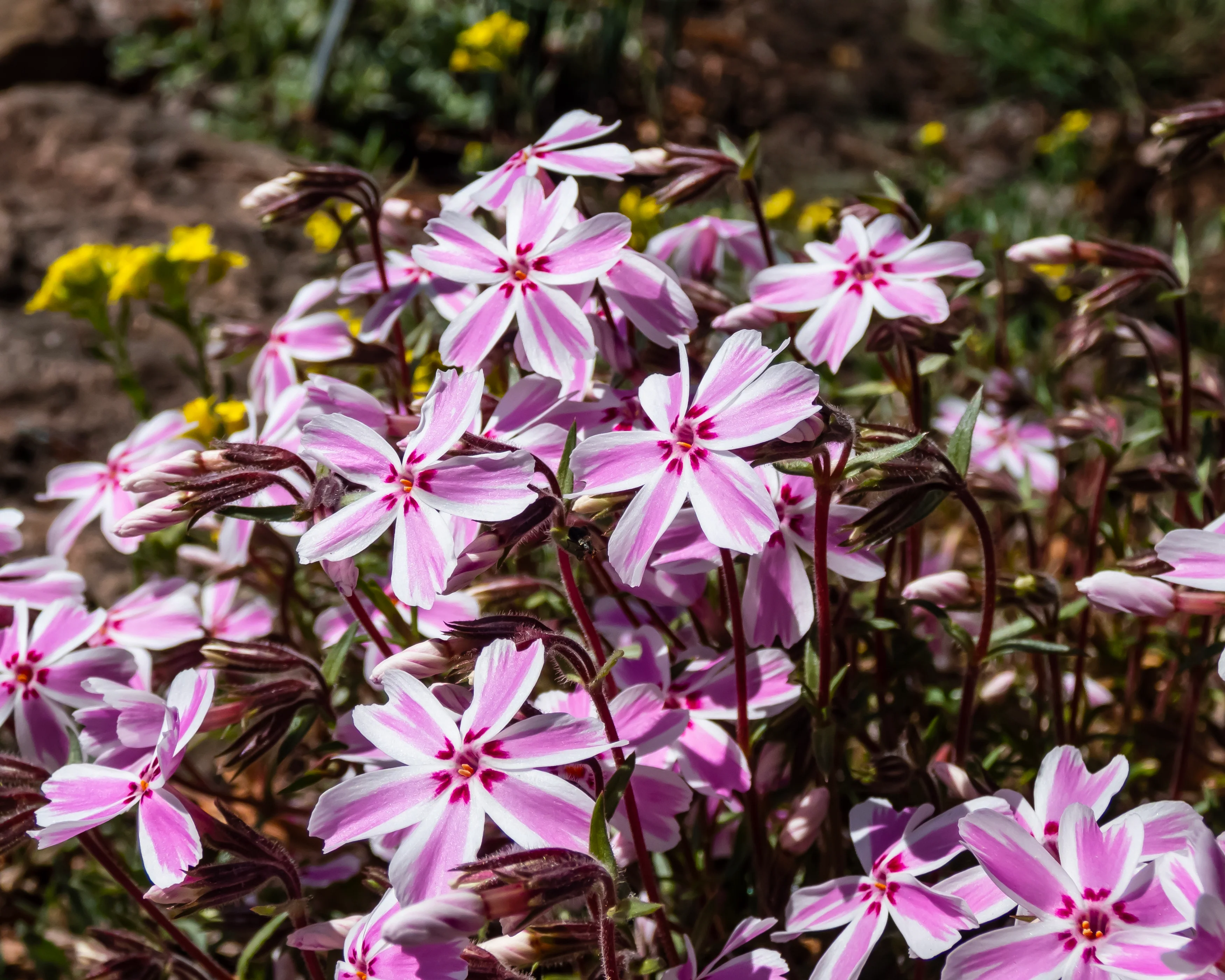 Phlox 'Candy Stripe' - Image 10