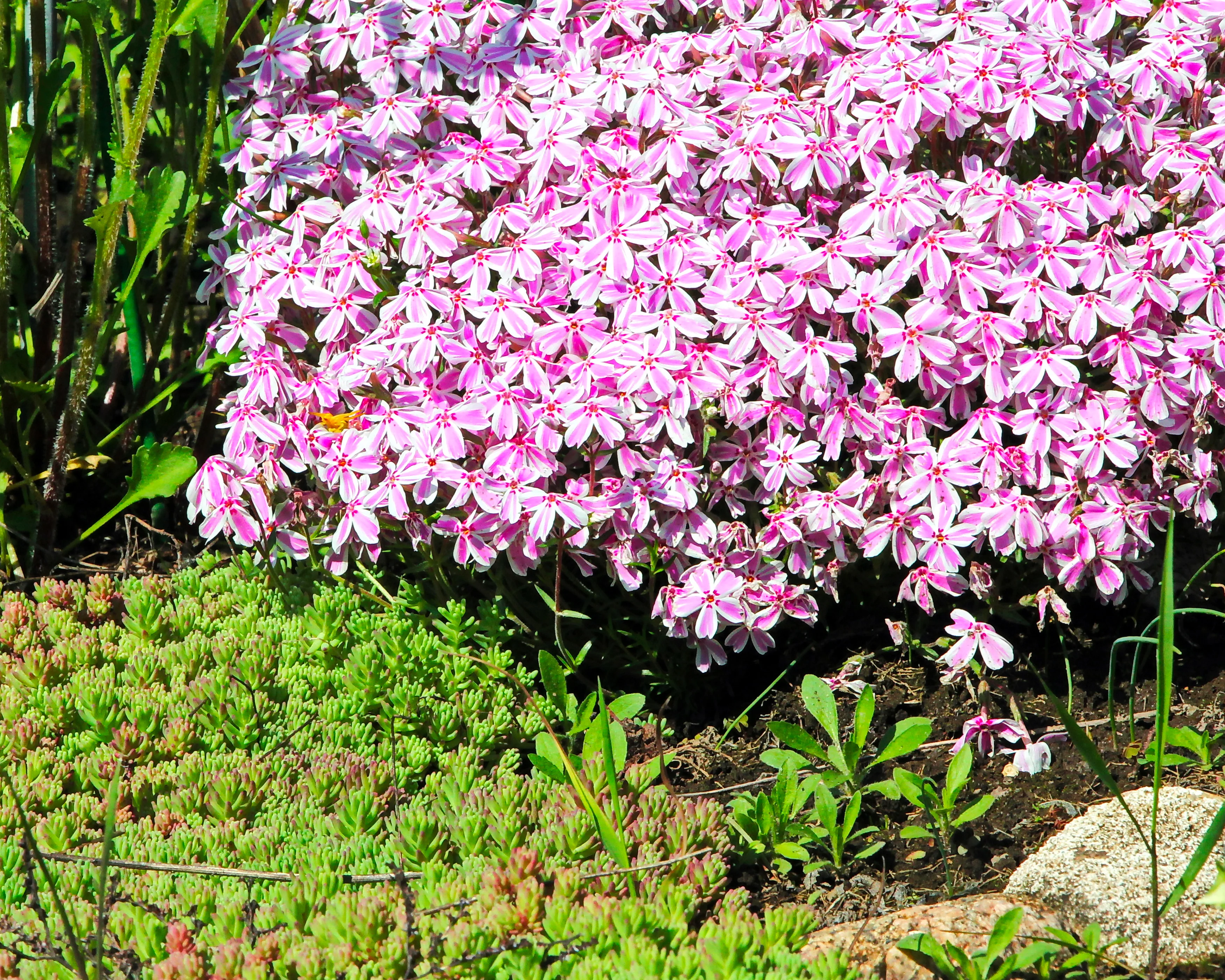Phlox 'Candy Stripe' - Image 12