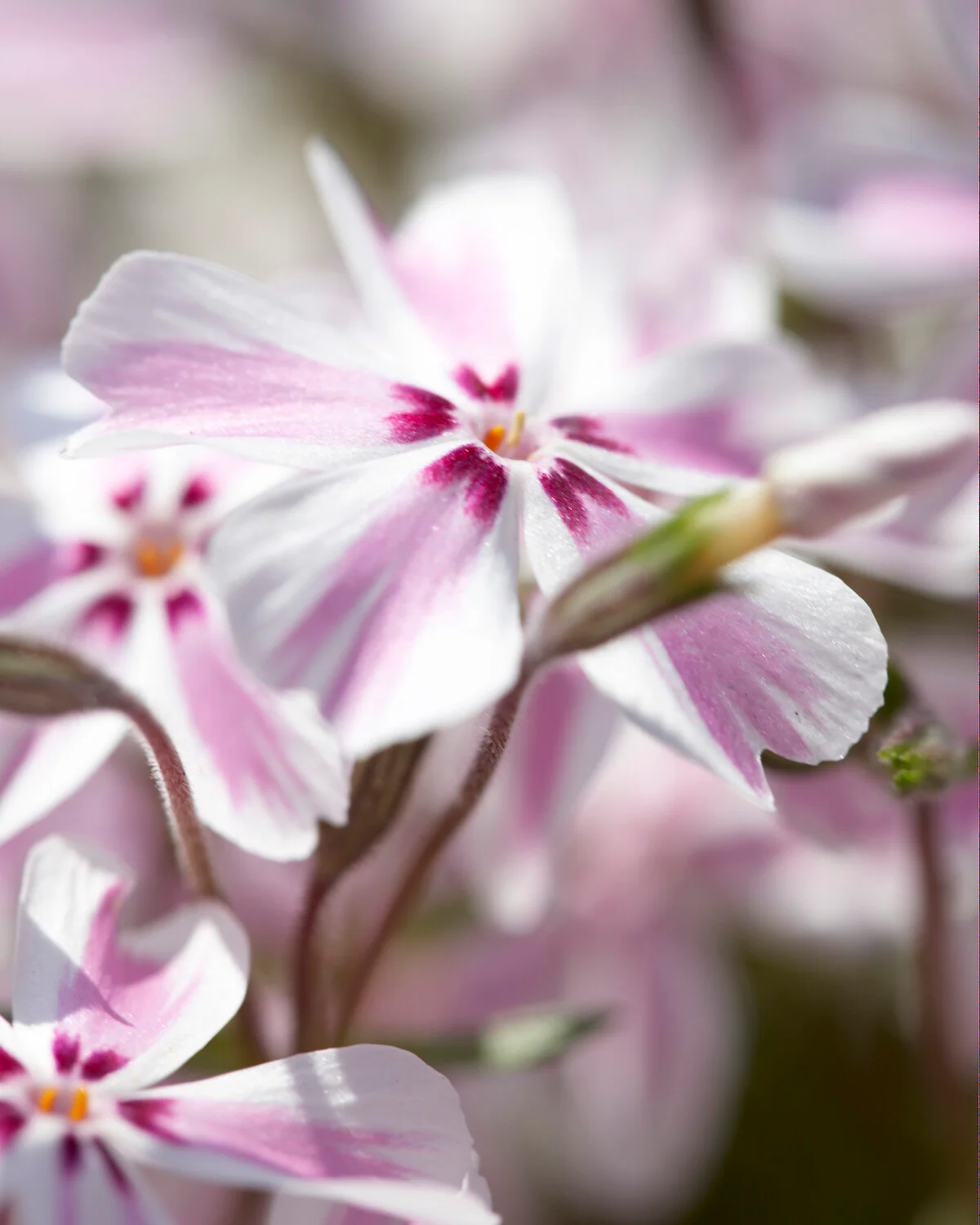 Phlox 'Candy Stripe' - Image 13