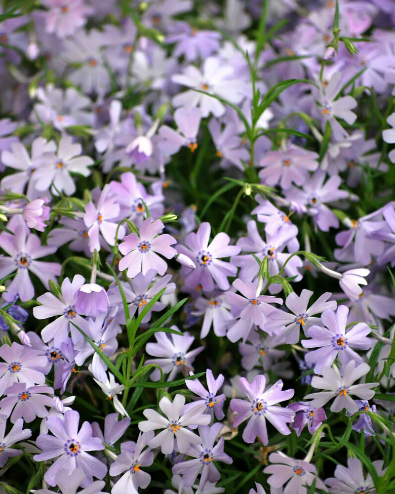 Phlox 'Ground Blue' - Image 5