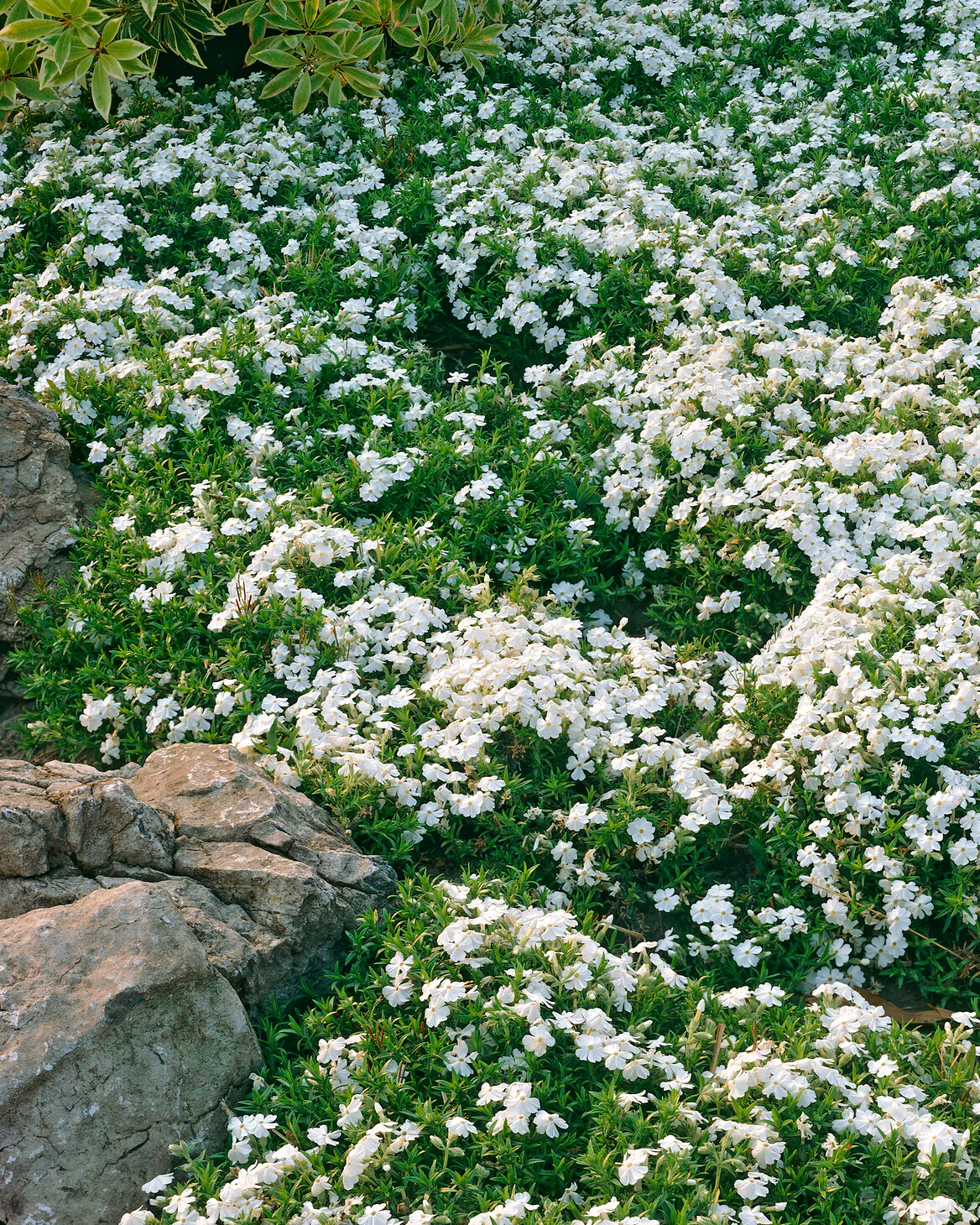 Phlox 'Ground White' - Image 4