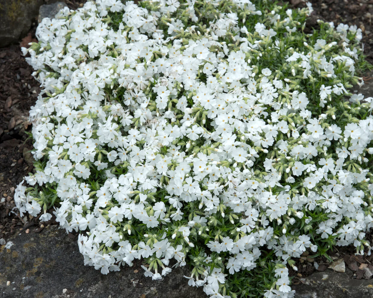 Phlox 'Ground White' - Image 6