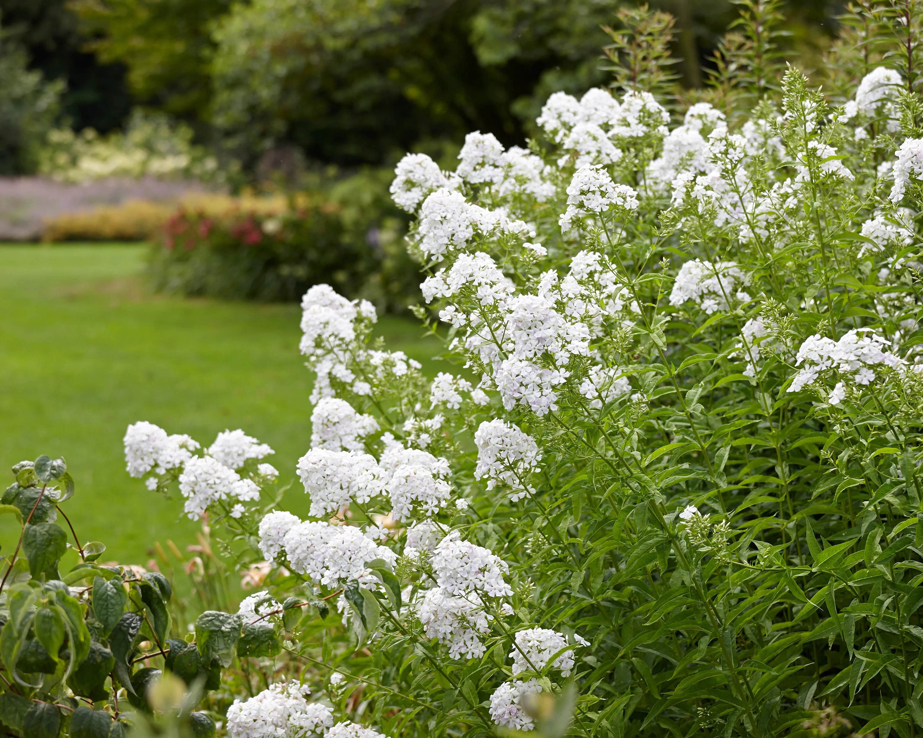 Phlox 'Rembrandt' - Image 3