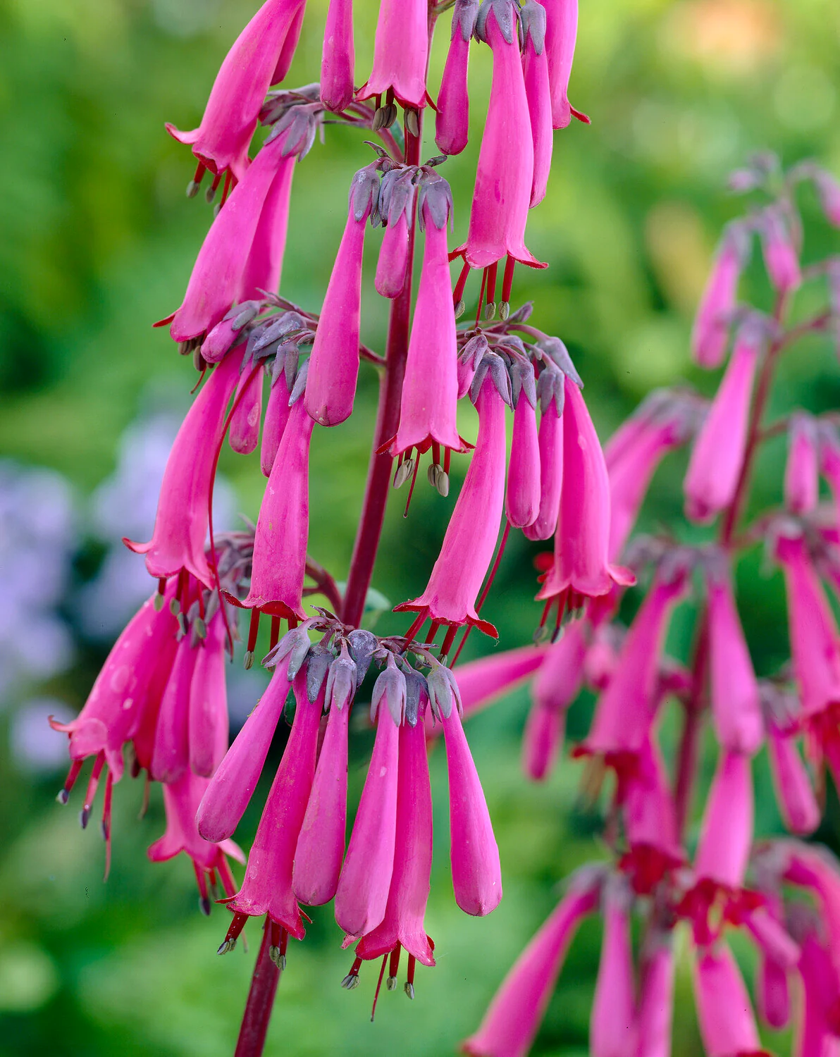 Phygelius 'Candy Drops Deep Rose'