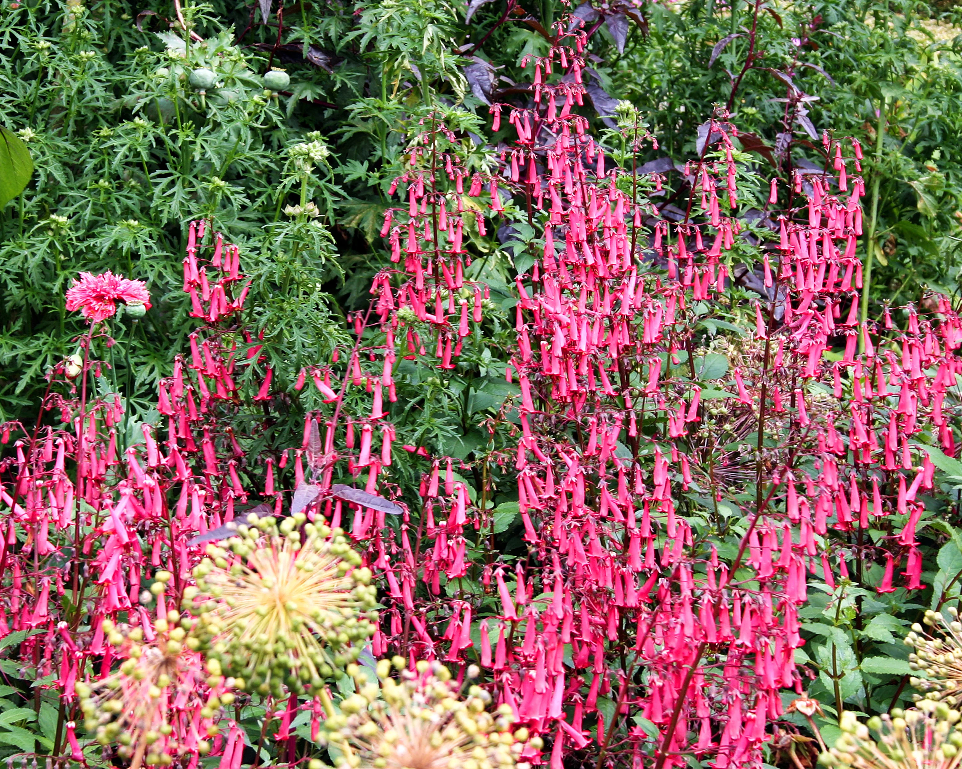Phygelius 'Candy Drops Deep Rose' - Image 3