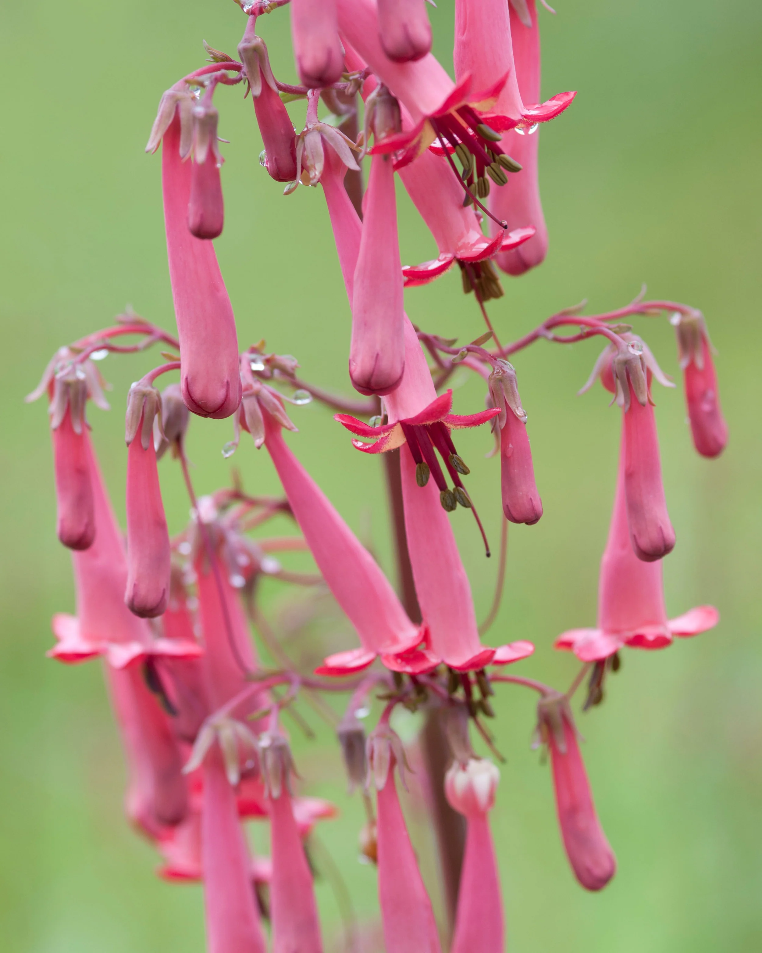 Phygelius 'Candy Drops Deep Rose' - Image 7