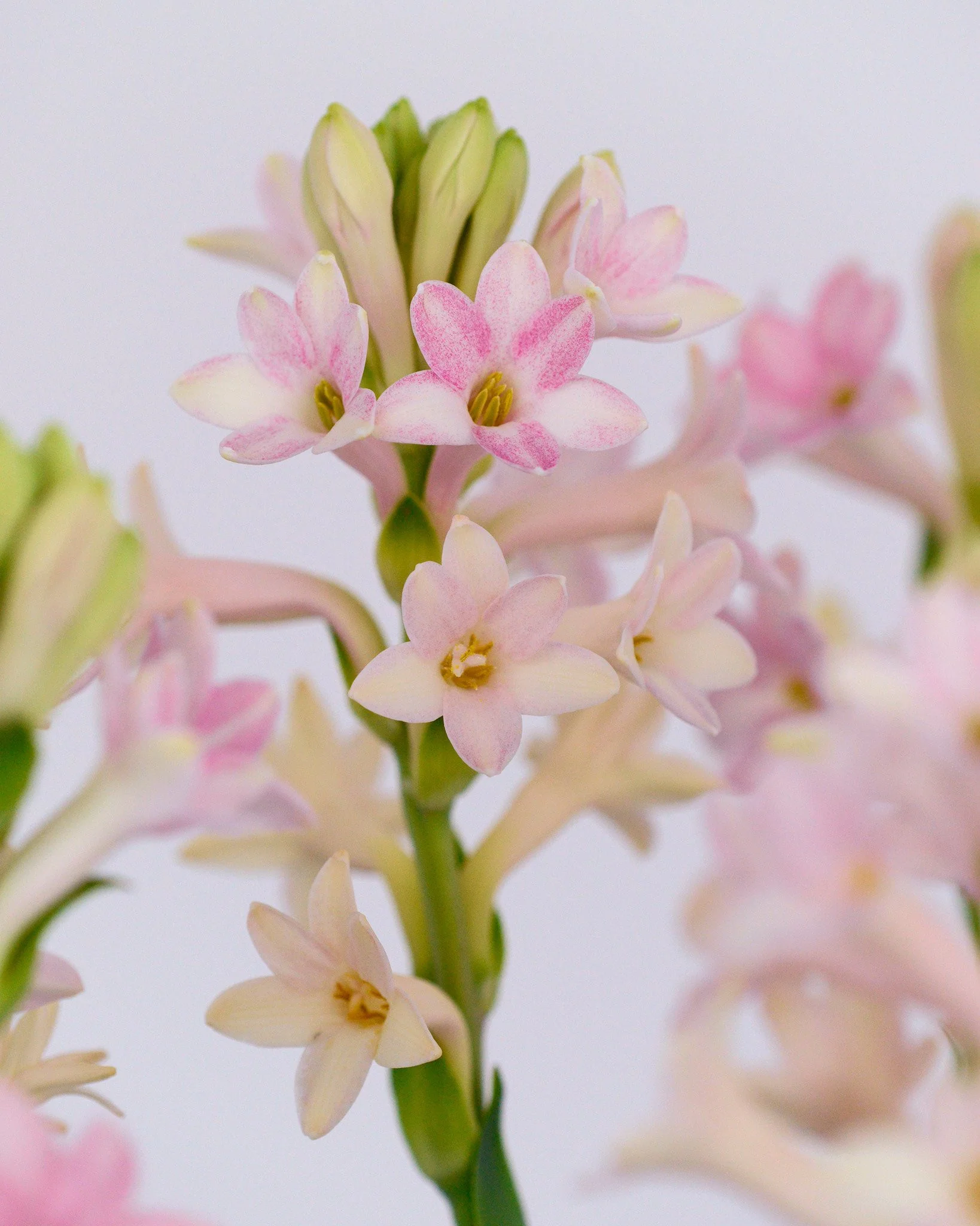 Polianthes 'Sensation' - Image 6