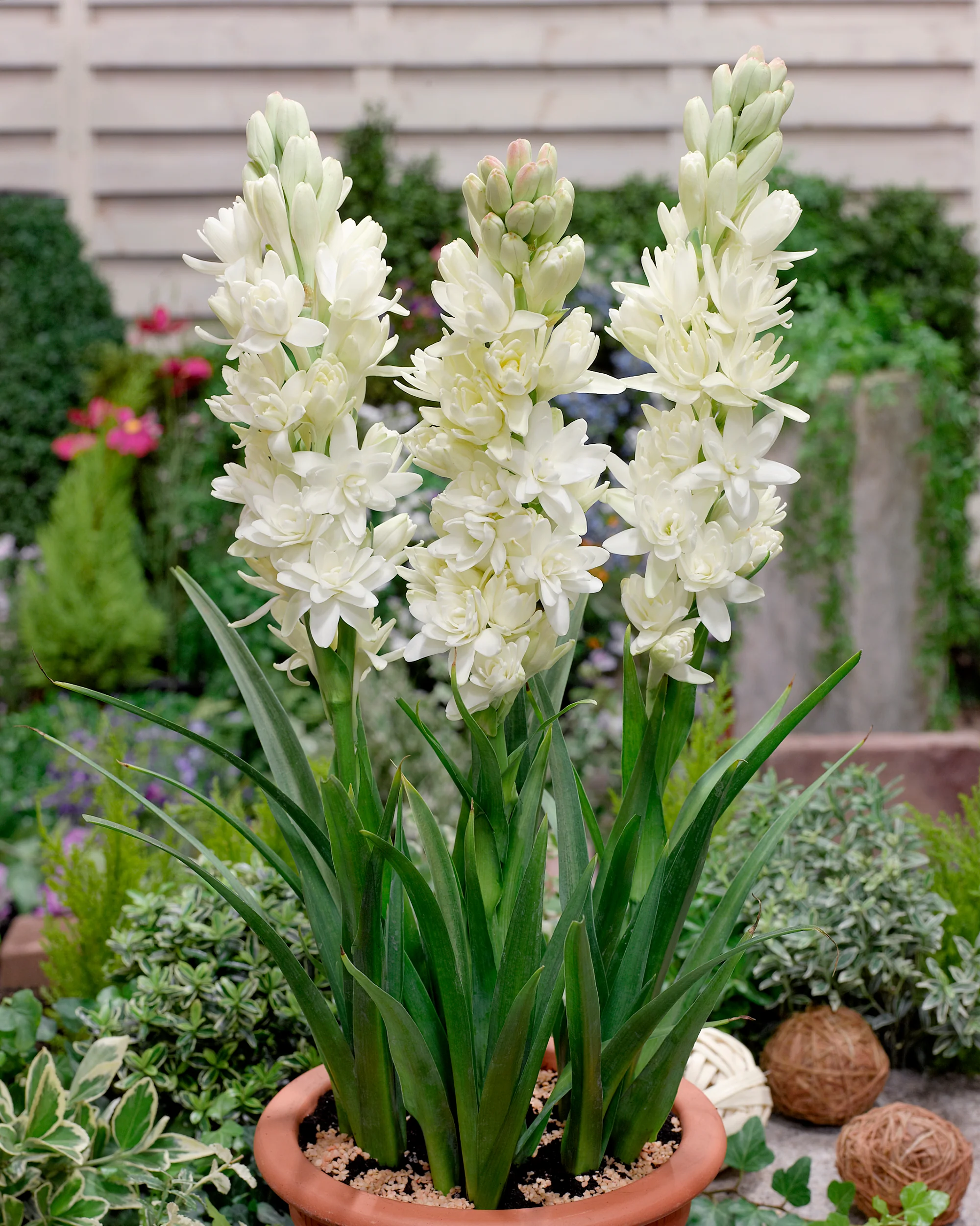 Polianthes 'The Pearl' - Image 2