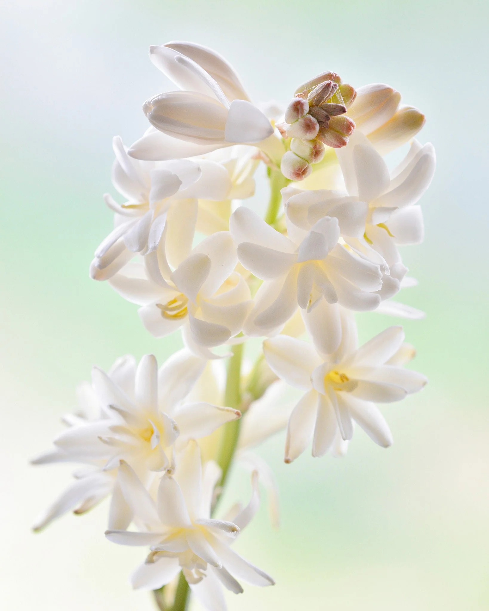 Polianthes 'The Pearl' - Image 4