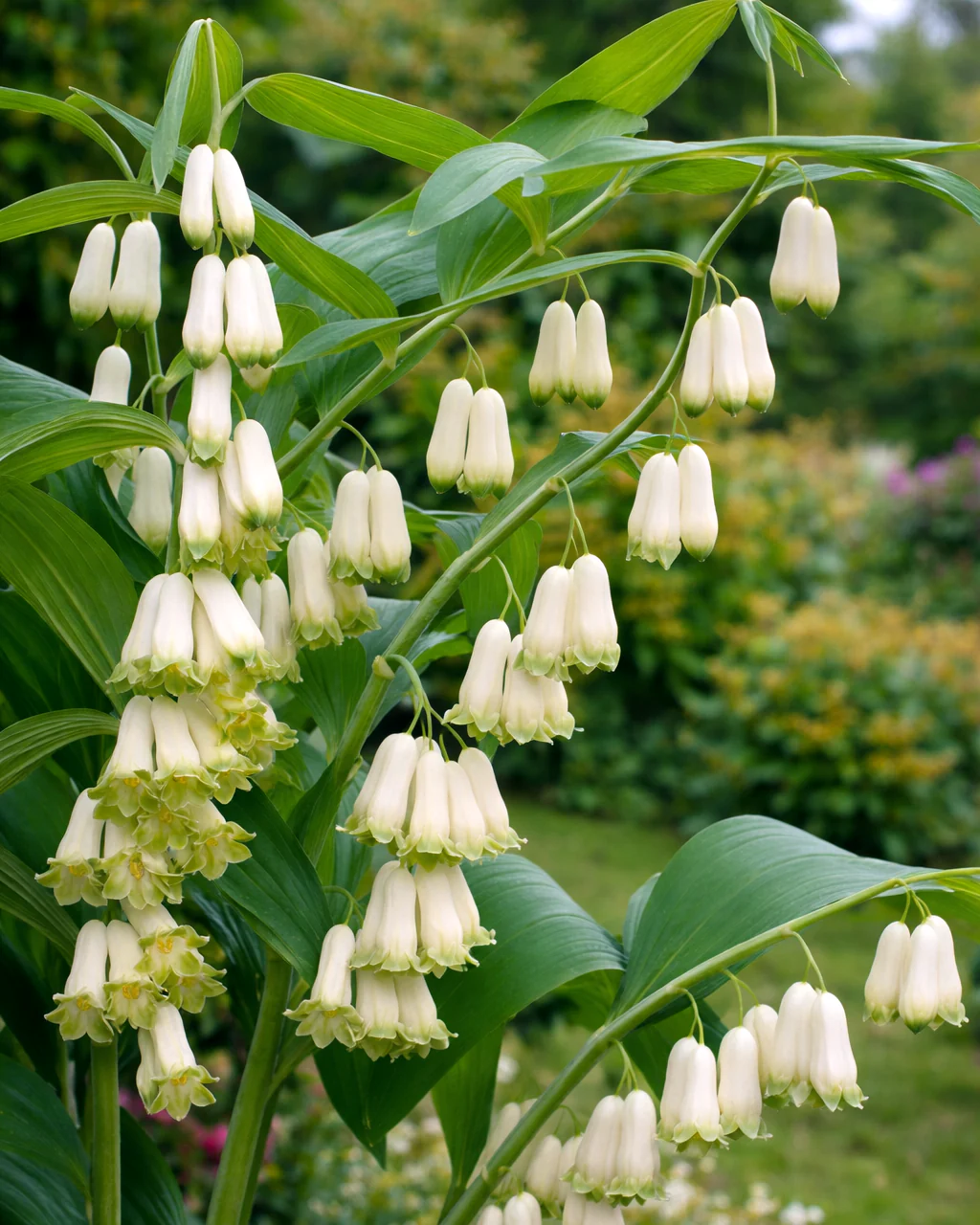 Polygonatum multiflorum