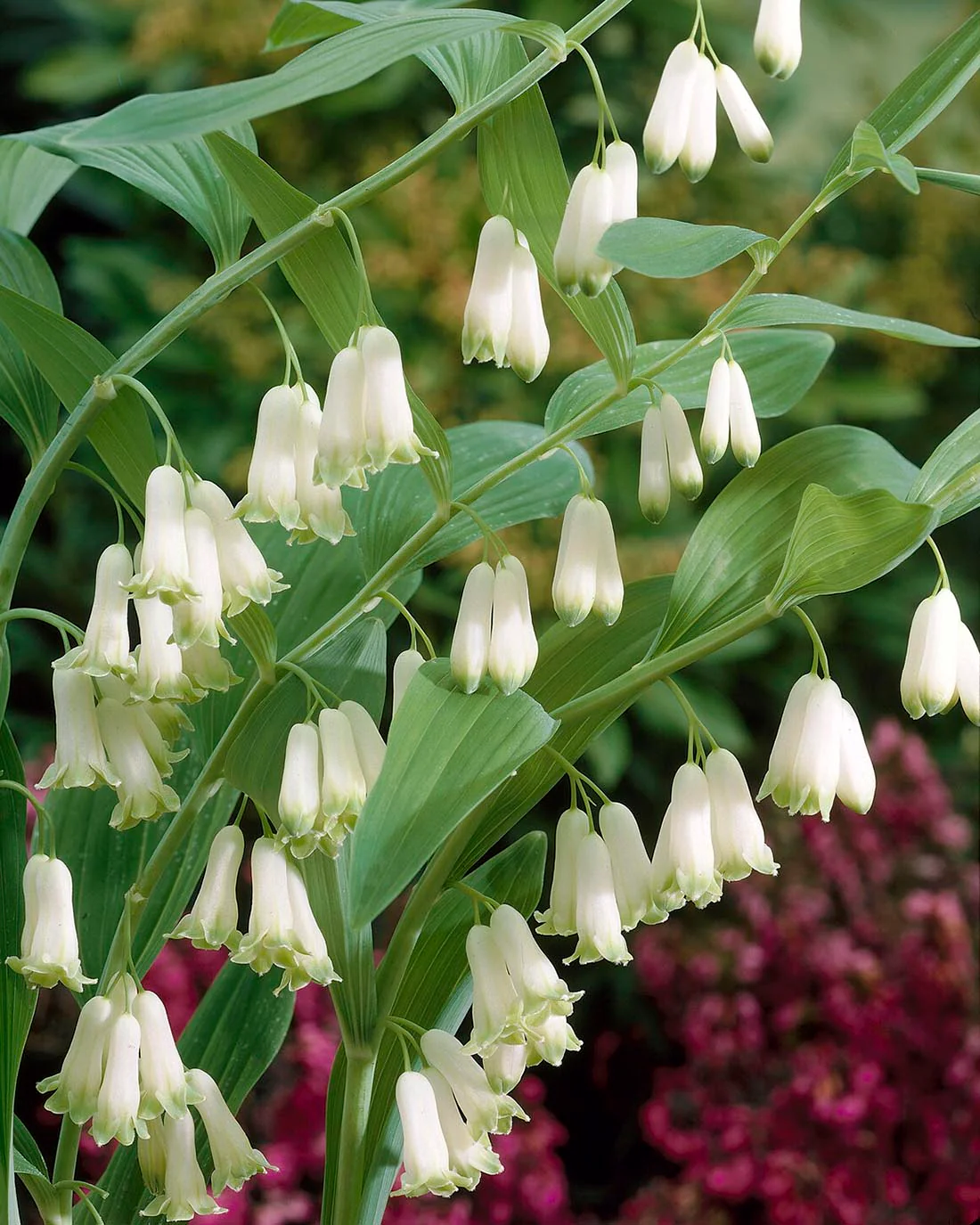 Polygonatum multiflorum - Image 5