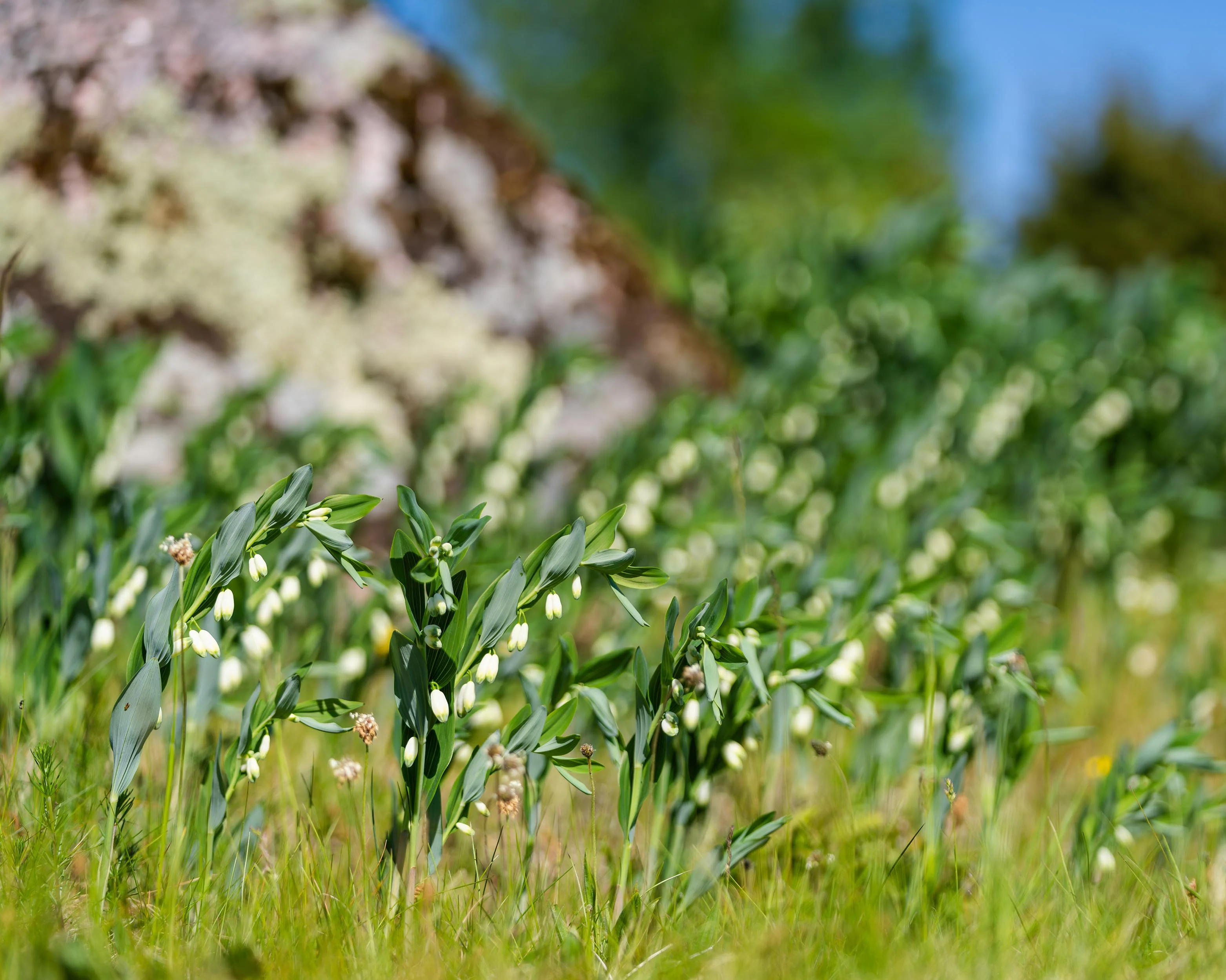 Polygonatum multiflorum - Image 9