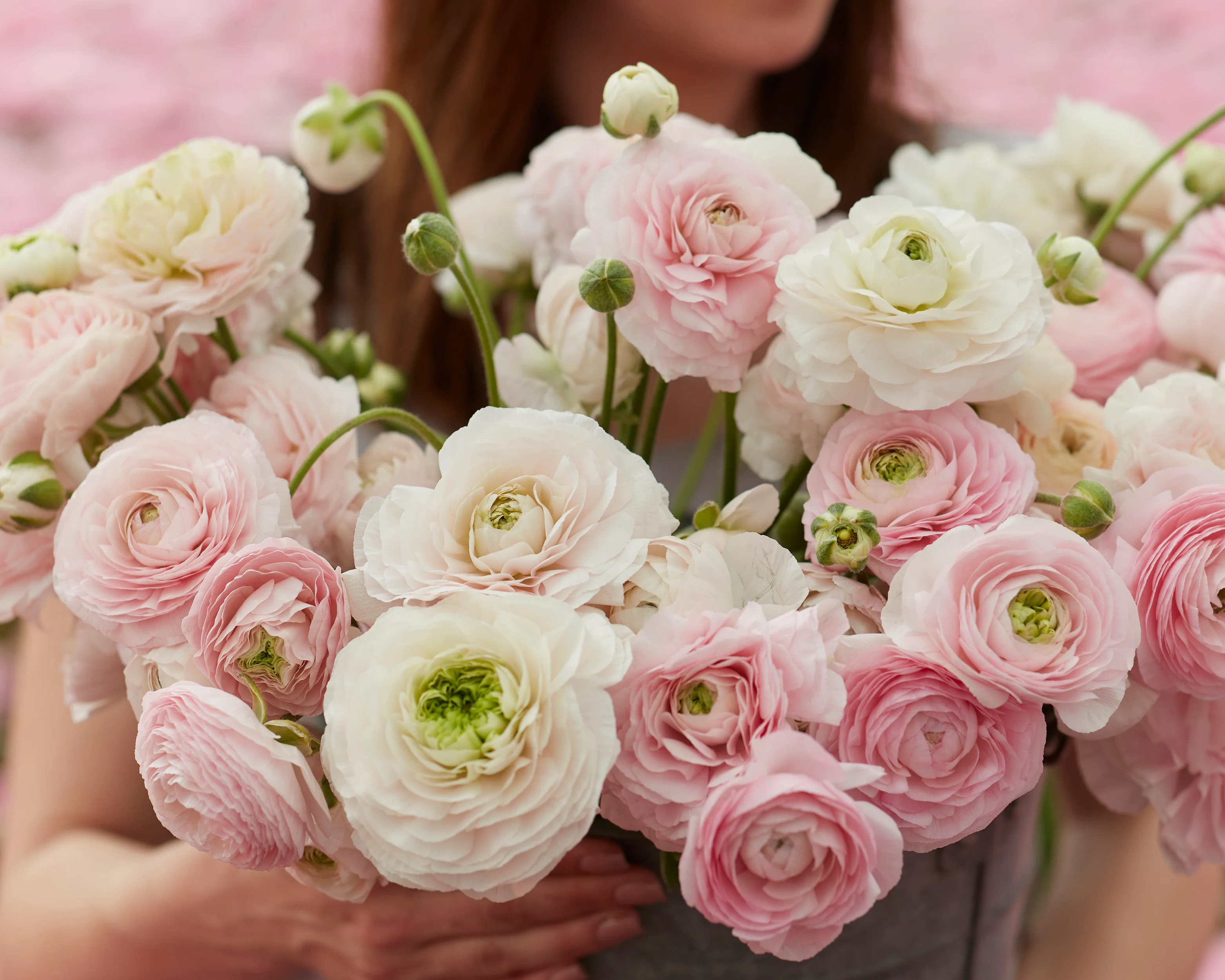 Ranunculus 'Amandine Chamallow' - Image 2