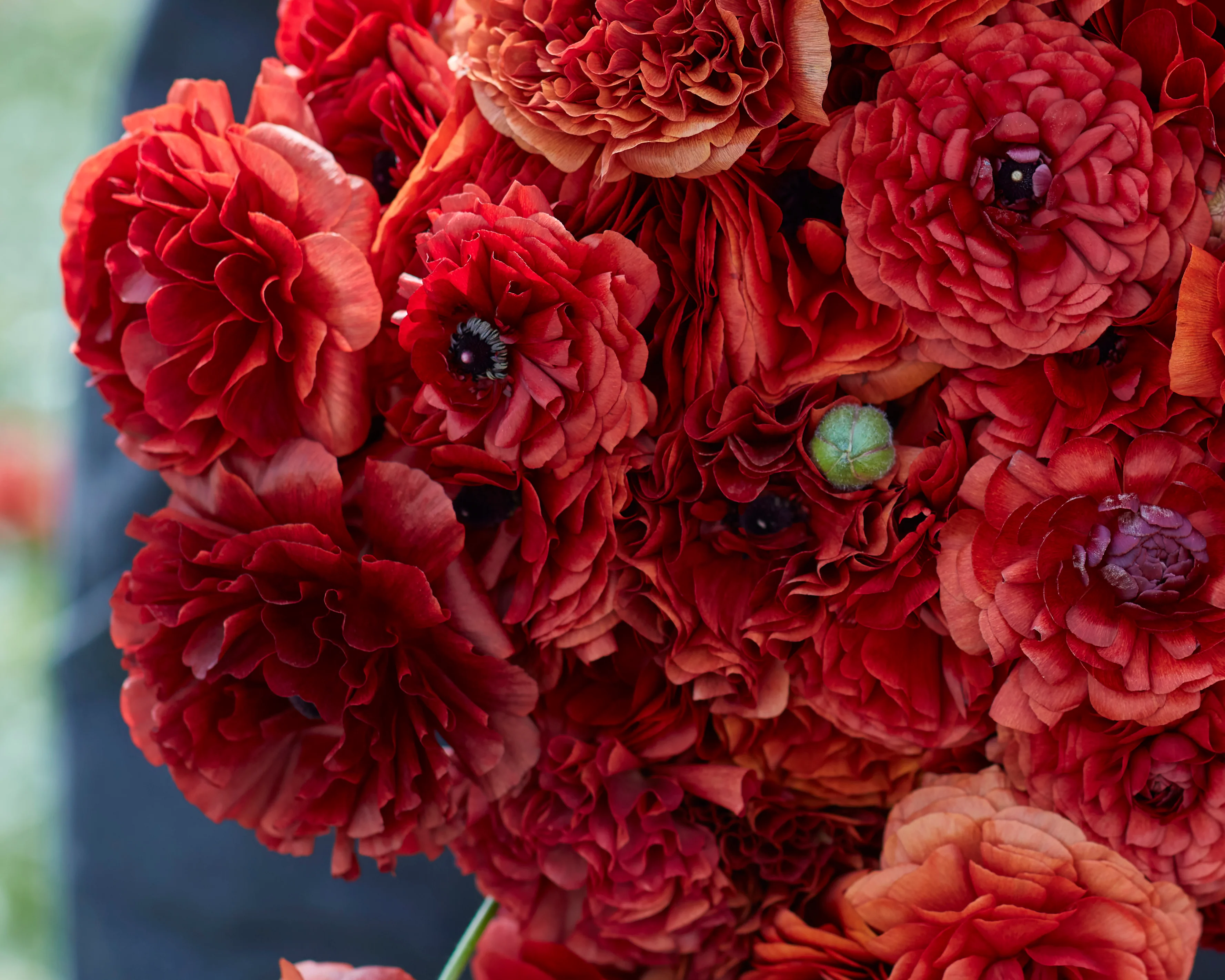 Ranunculus 'Amandine Chocolate' - Image 2