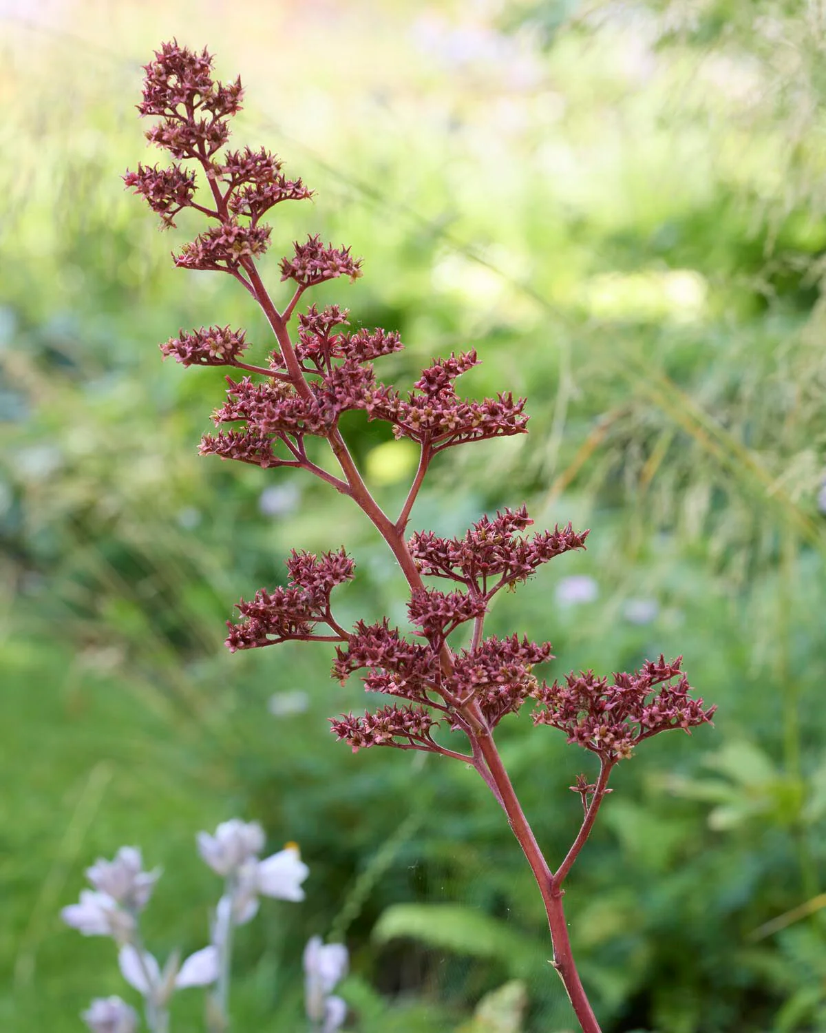 Rodgersia 'Superba' - Image 7