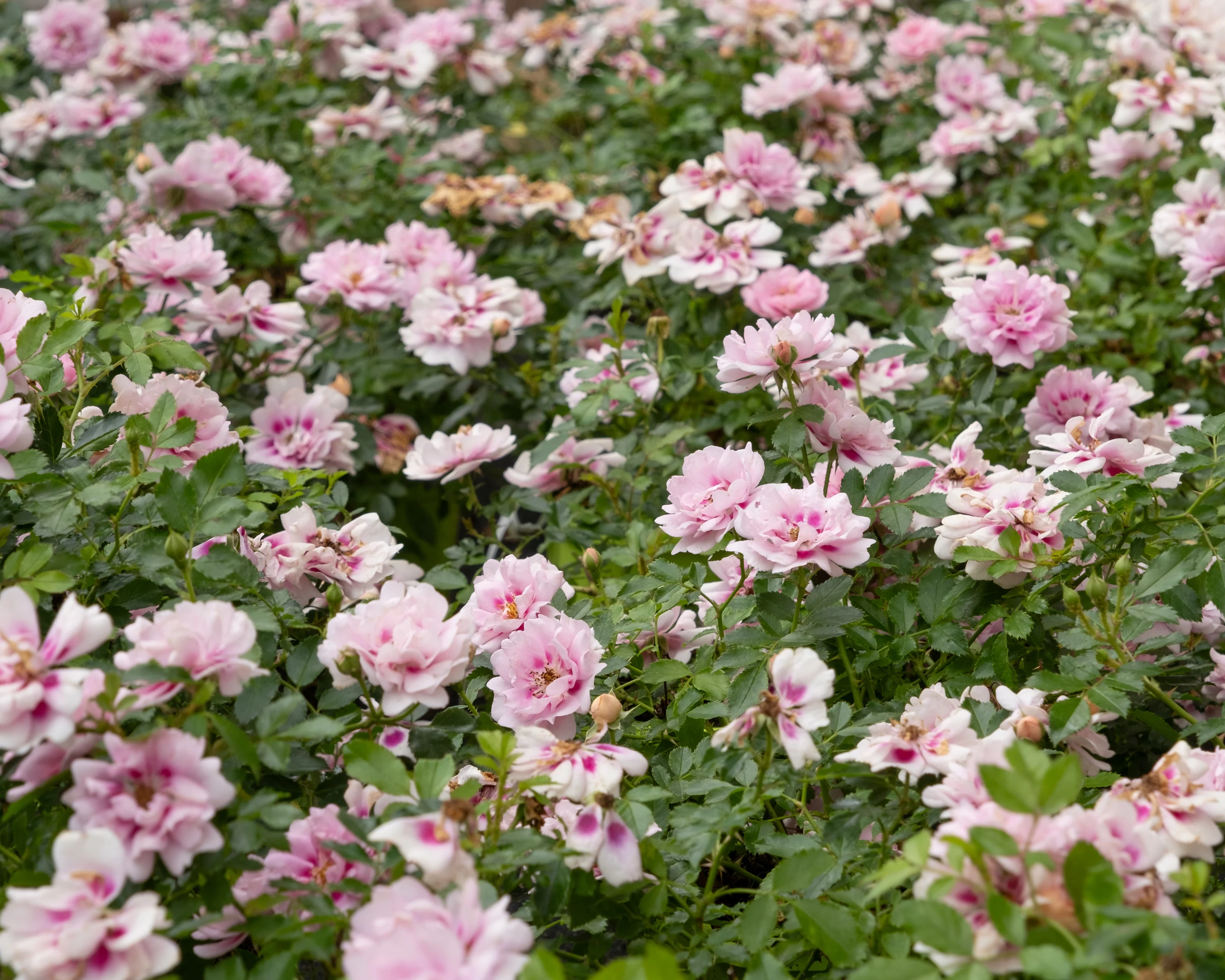 Rosa 'Amirose' - Image 13