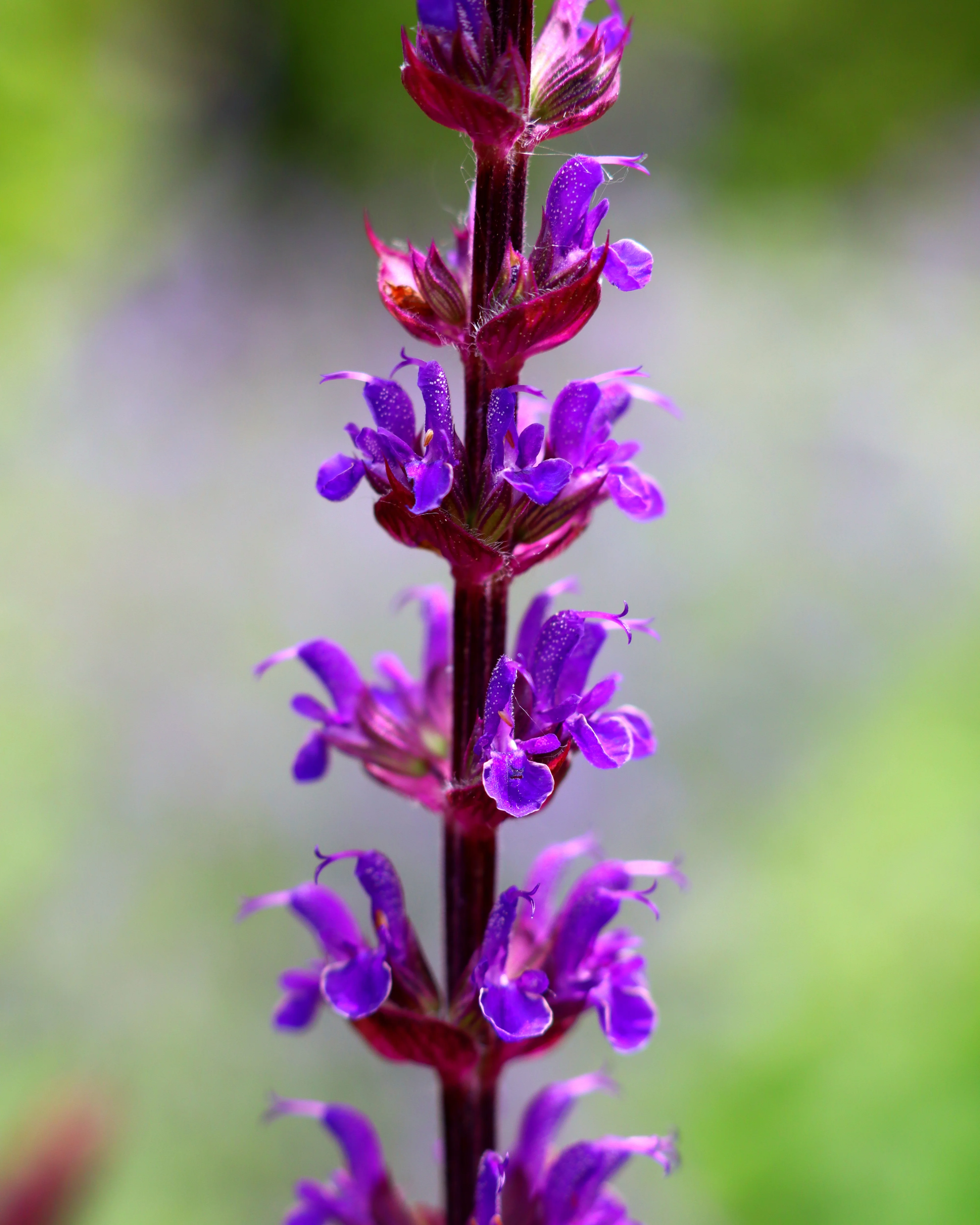Salvia 'Caradonna' - Image 5