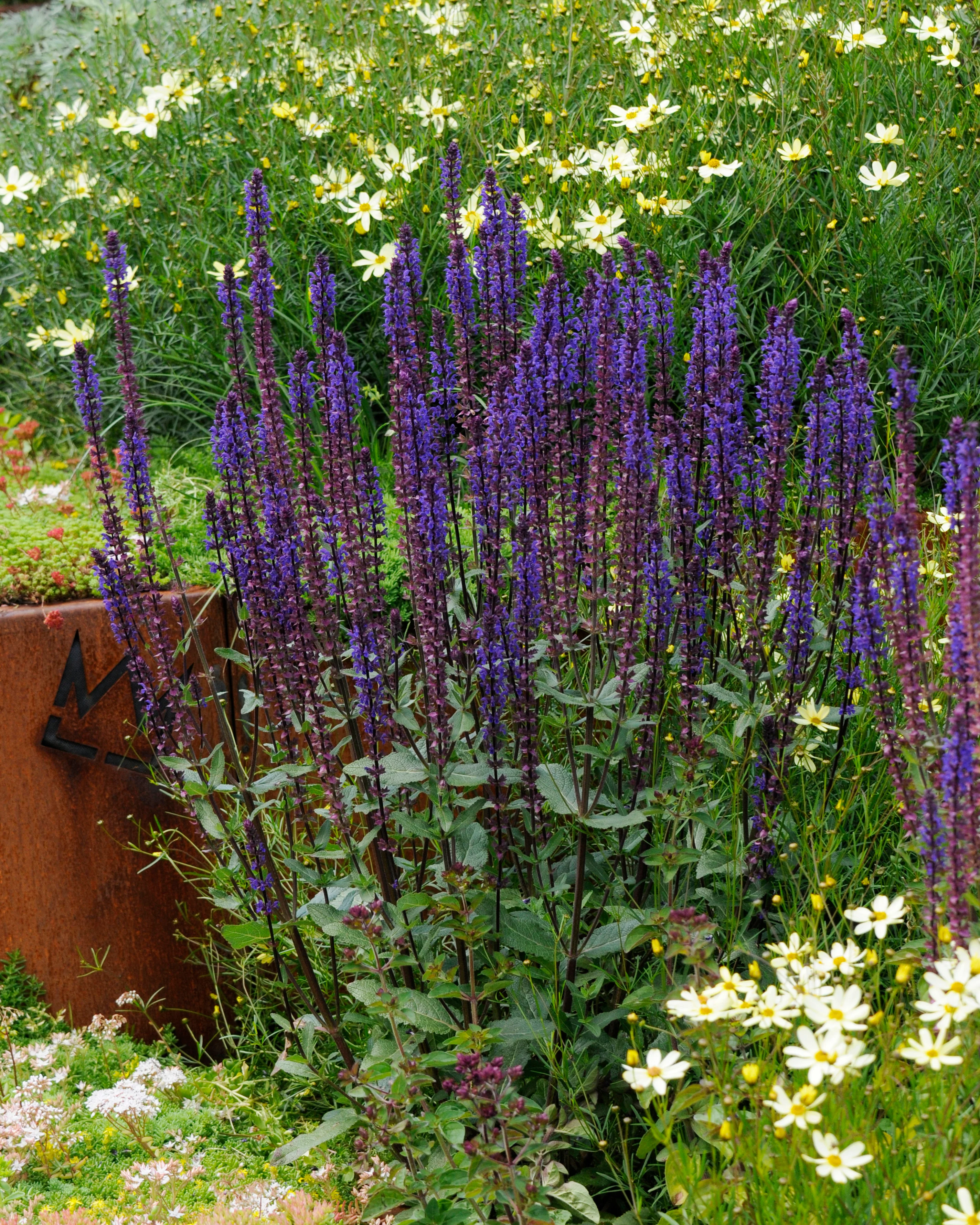 Salvia 'Caradonna' - Image 7