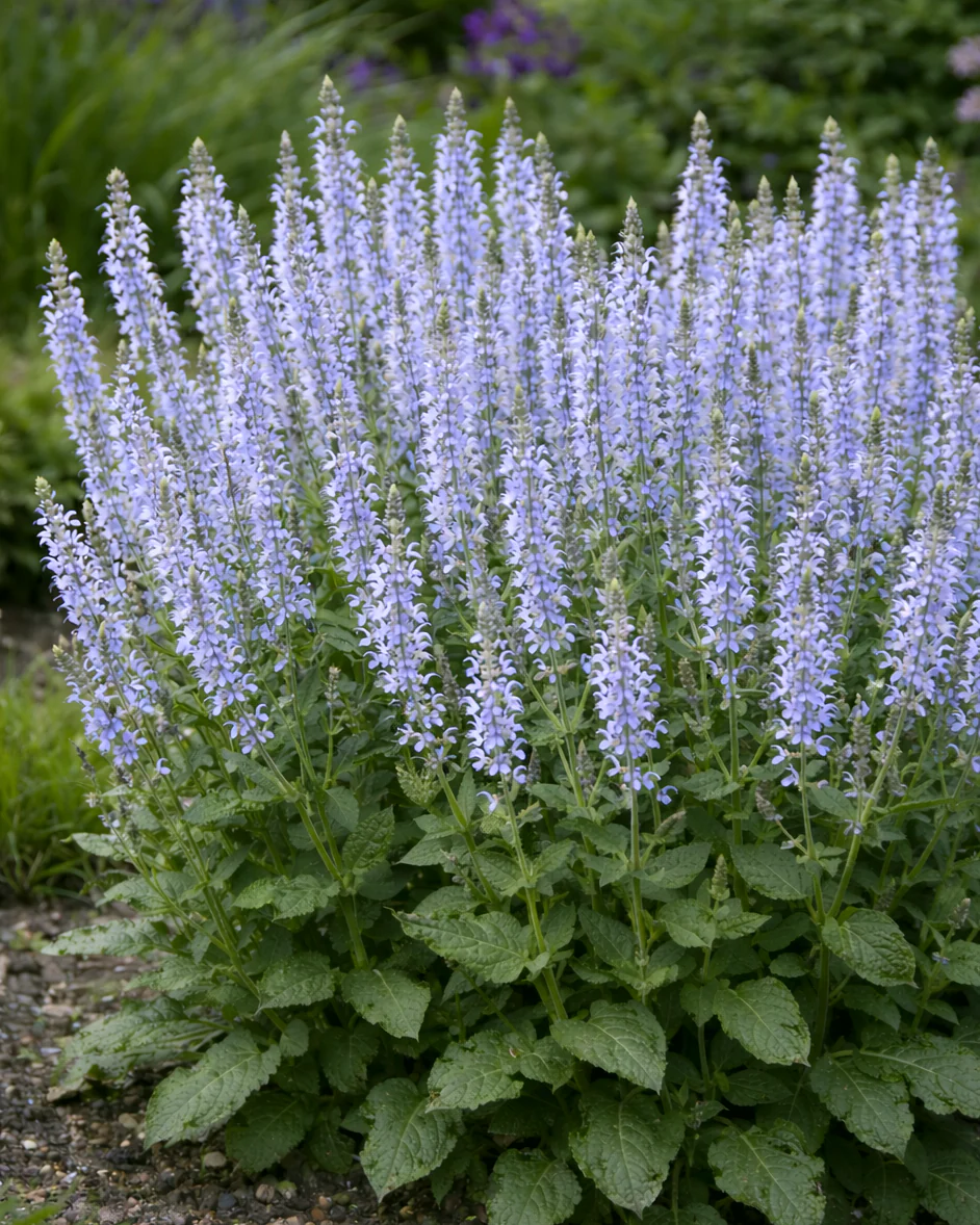 Salvia 'Crystal Blue' - Image 2