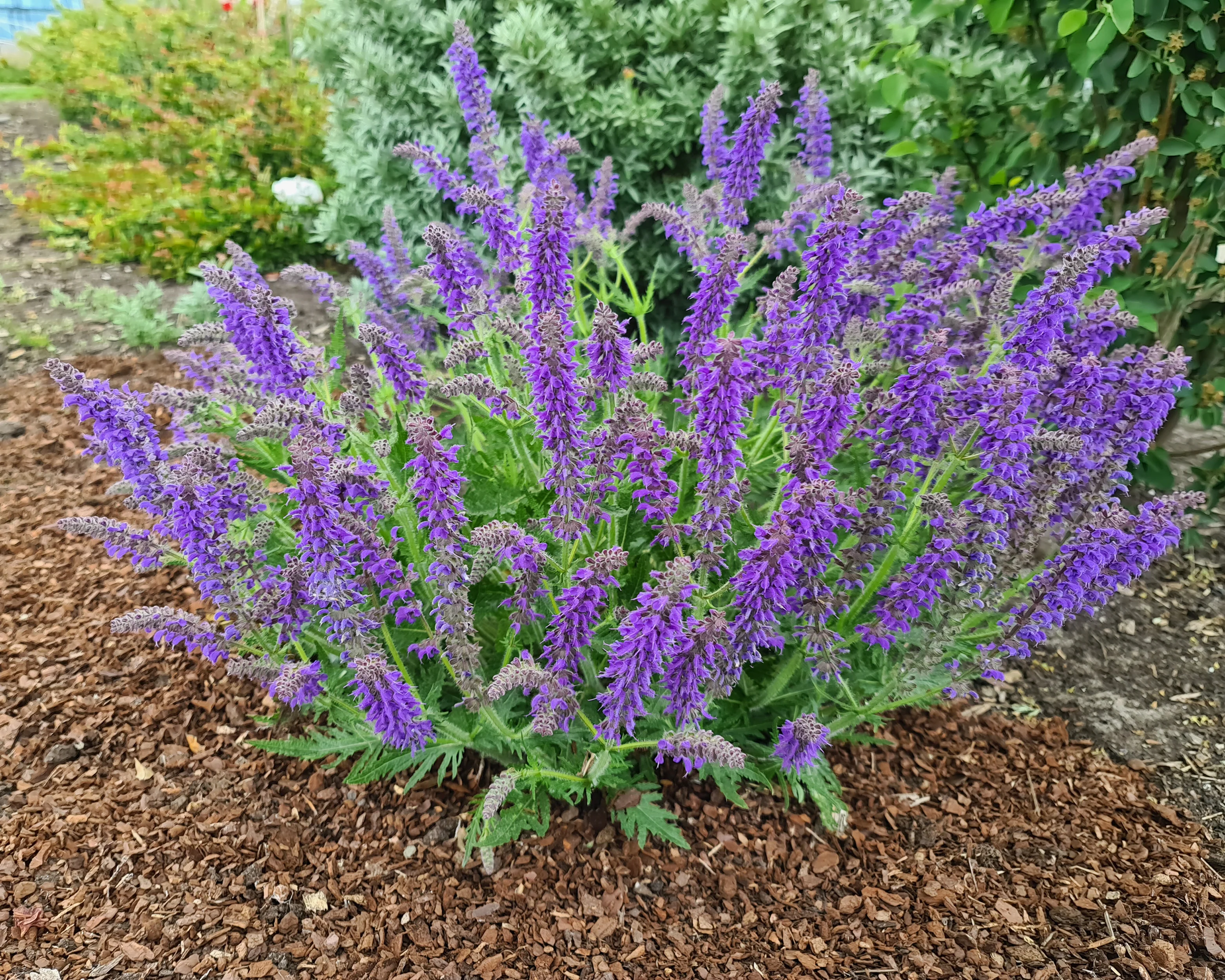 Salvia 'Feathers Peacock' - Image 6