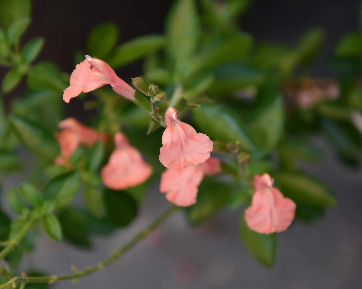 Salvia 'Papajan' - Image 9