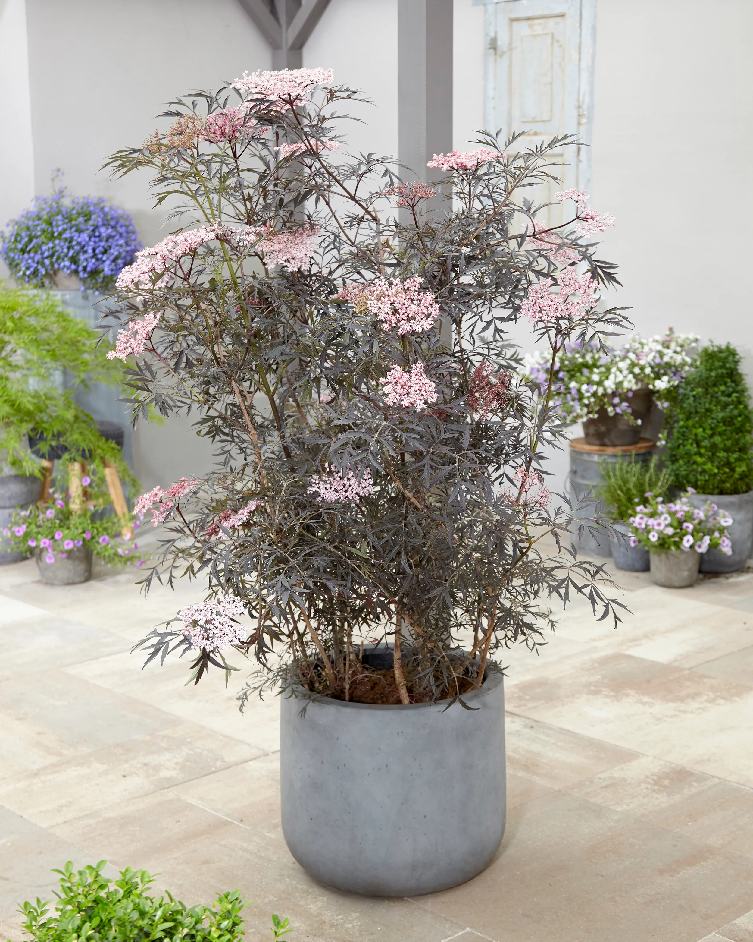 Sambucus 'Black Lace' - Image 4
