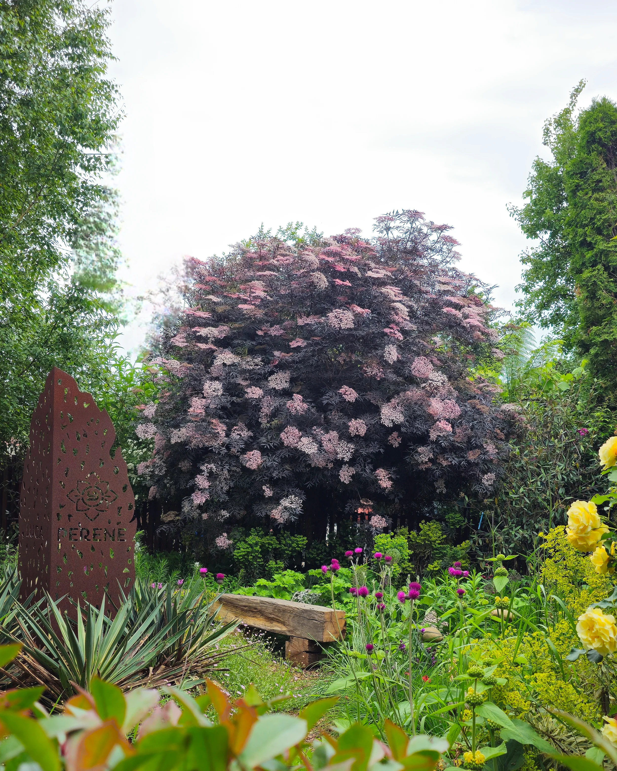 Sambucus 'Black Lace' - Image 5