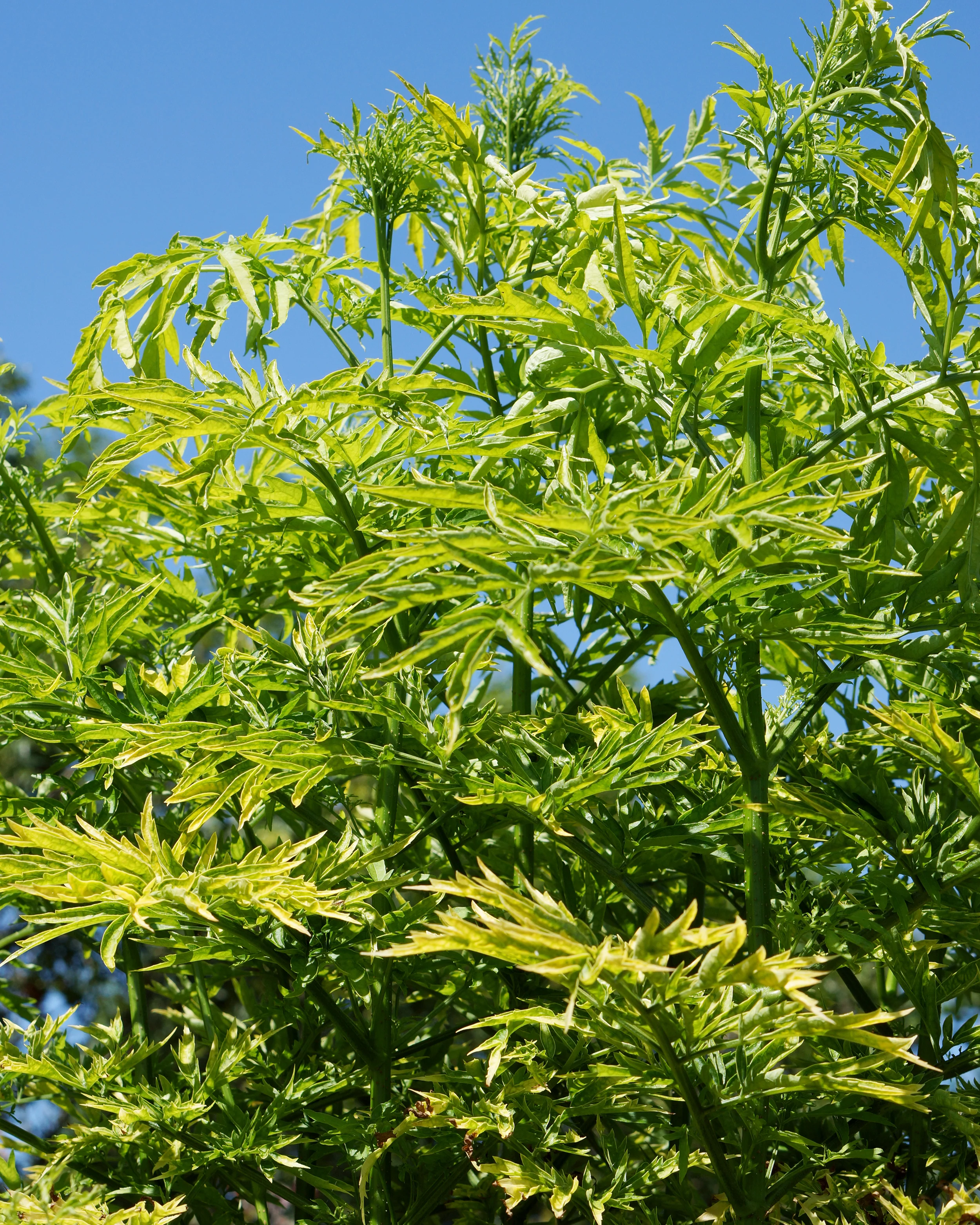 Sambucus 'Golden Tower' - Image 4