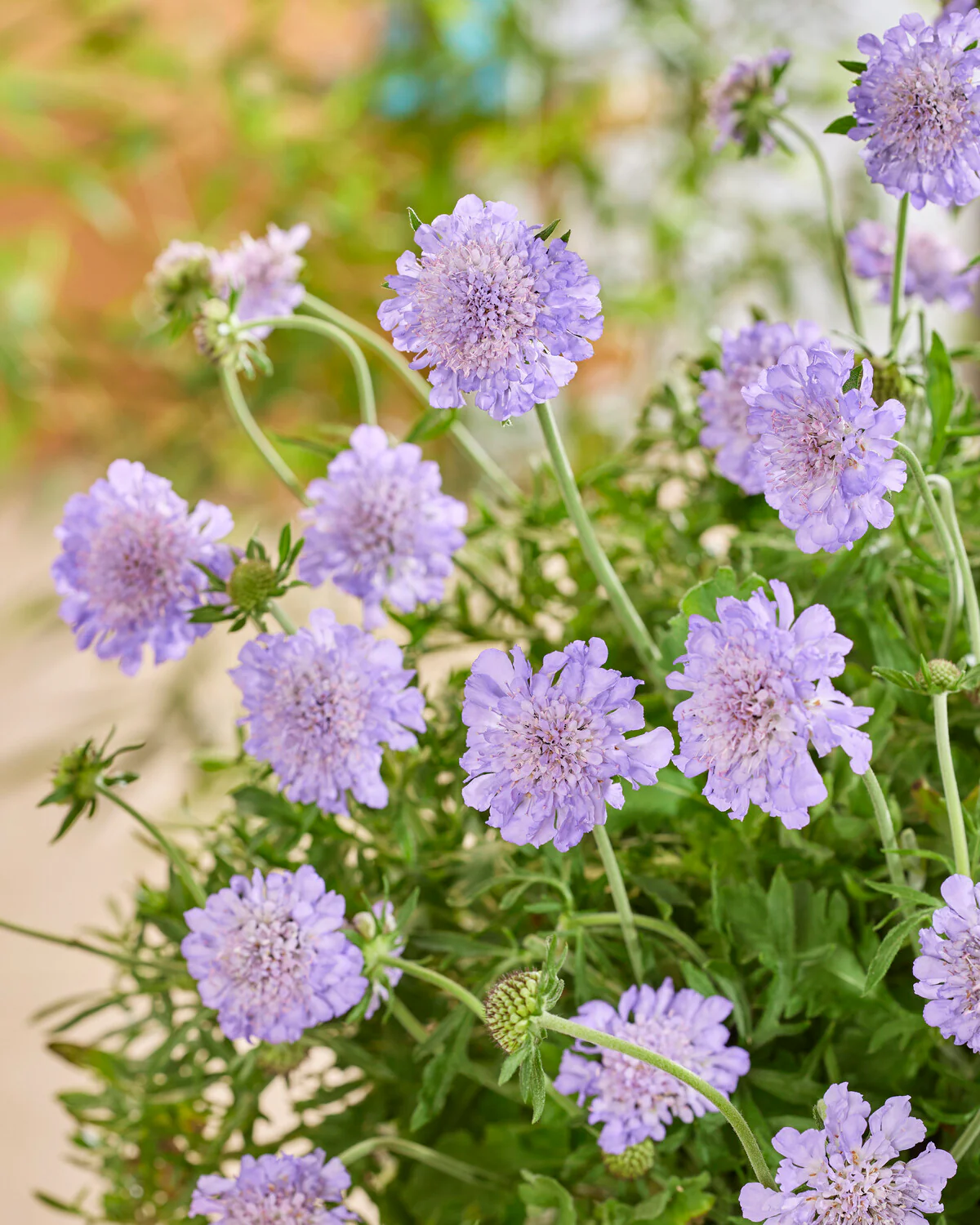 Scabiosa 'Kudo Blue' - Image 2