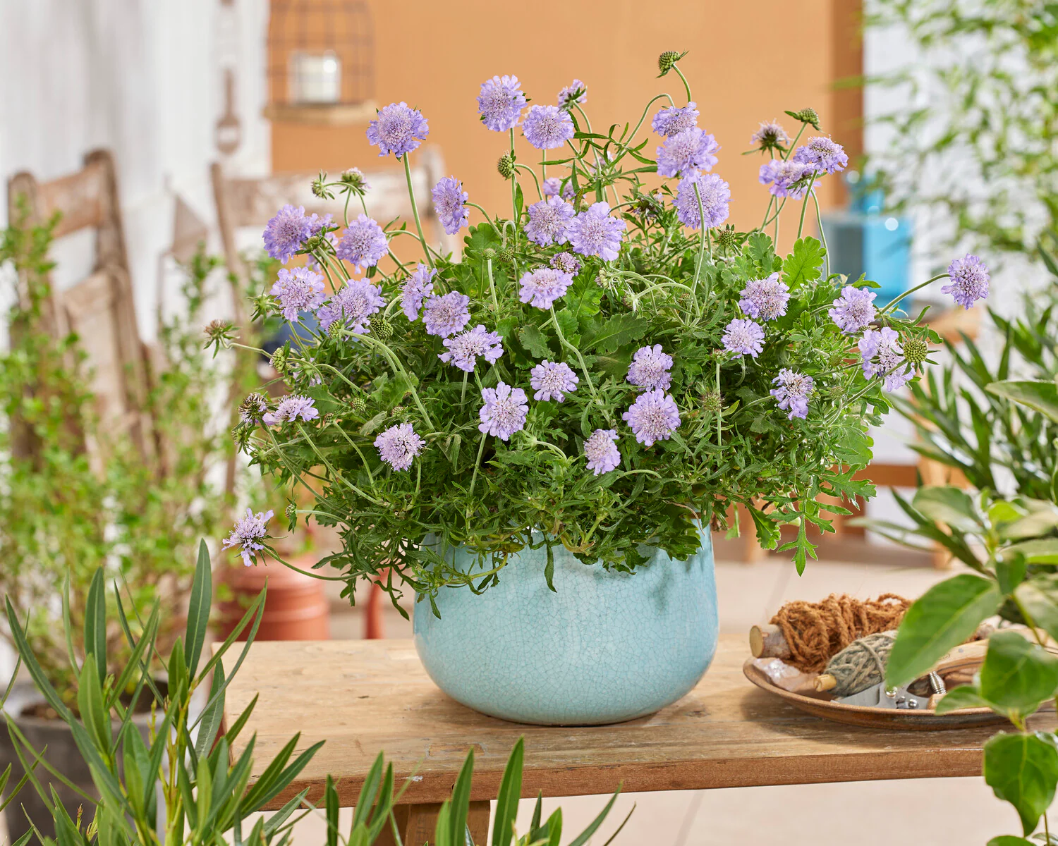 Scabiosa 'Kudo Blue' - Image 3