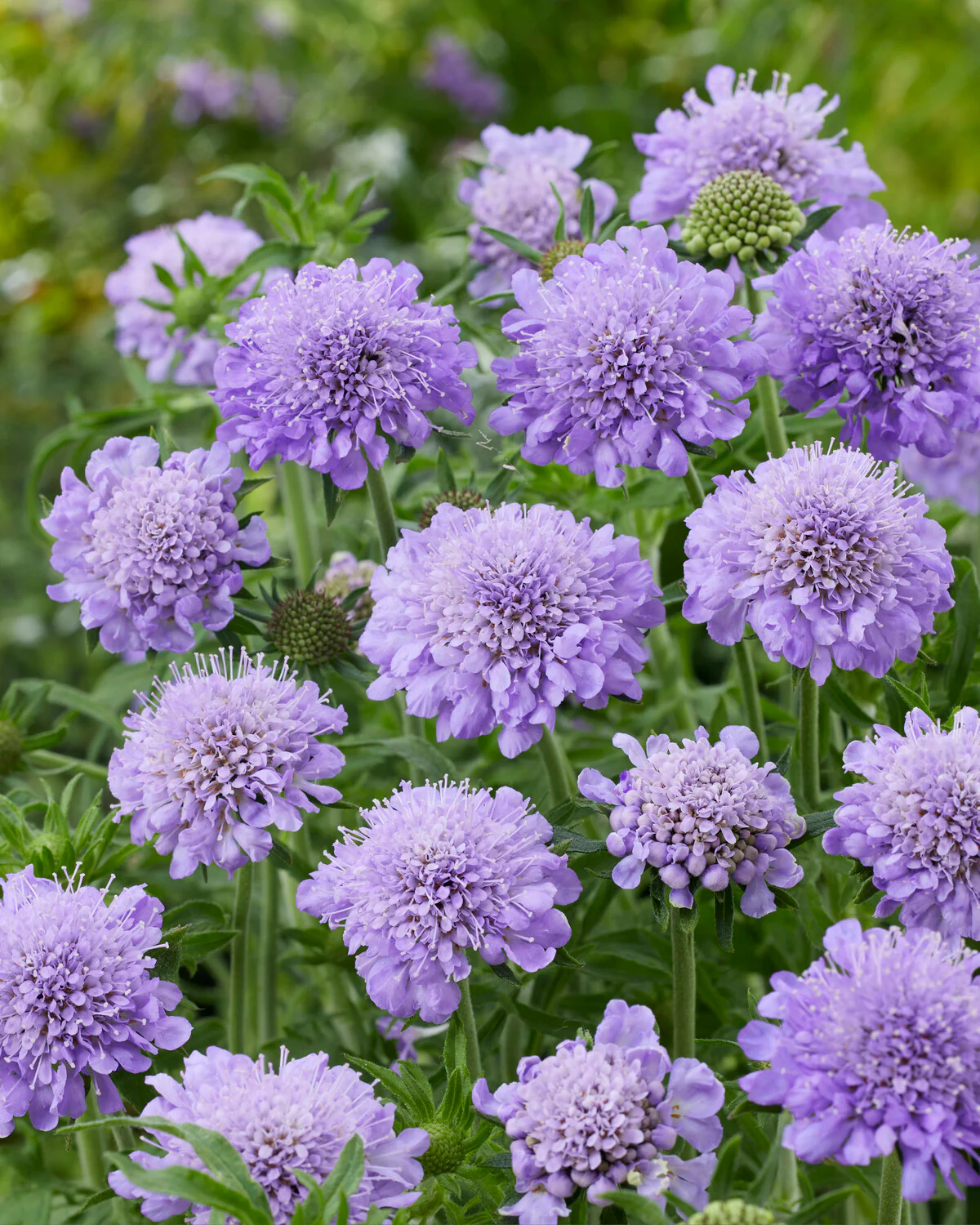 Scabiosa 'Kudo Blue' - Image 4
